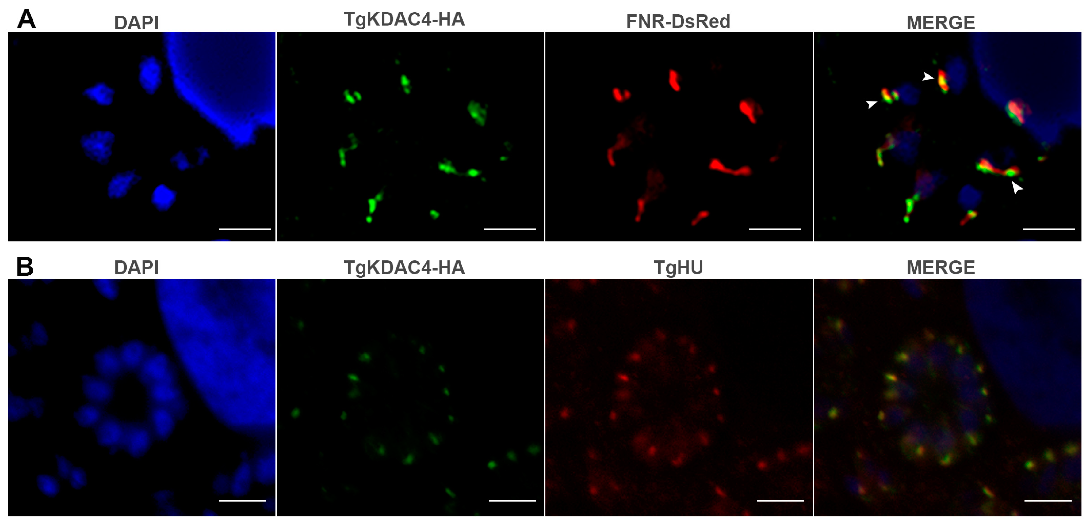 Microorganisms 11 01558 g003