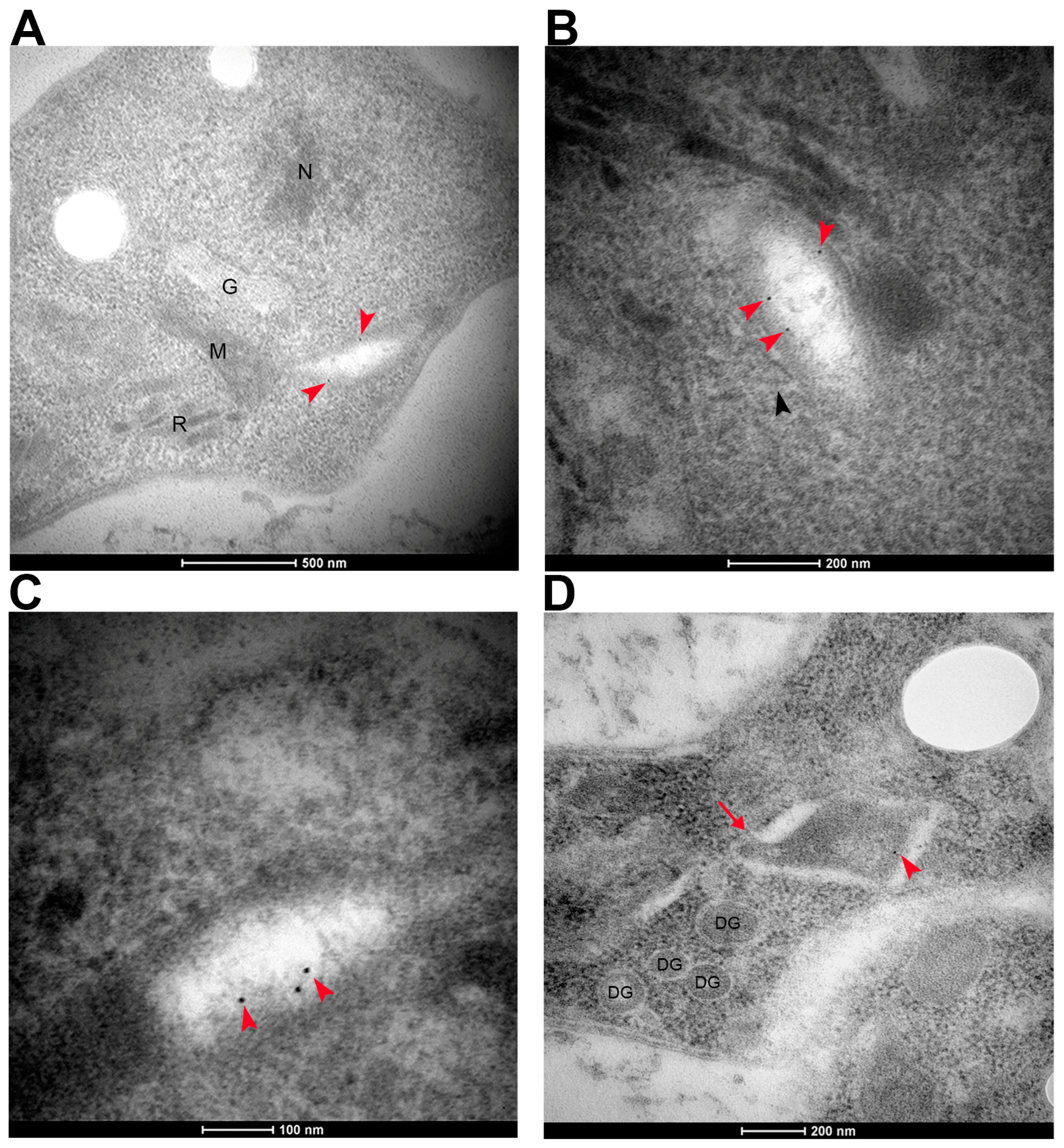 Microorganisms 11 01558 g004