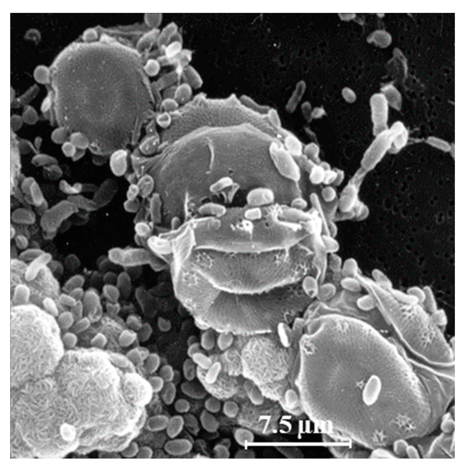 Microorganisms 11 01565 g002