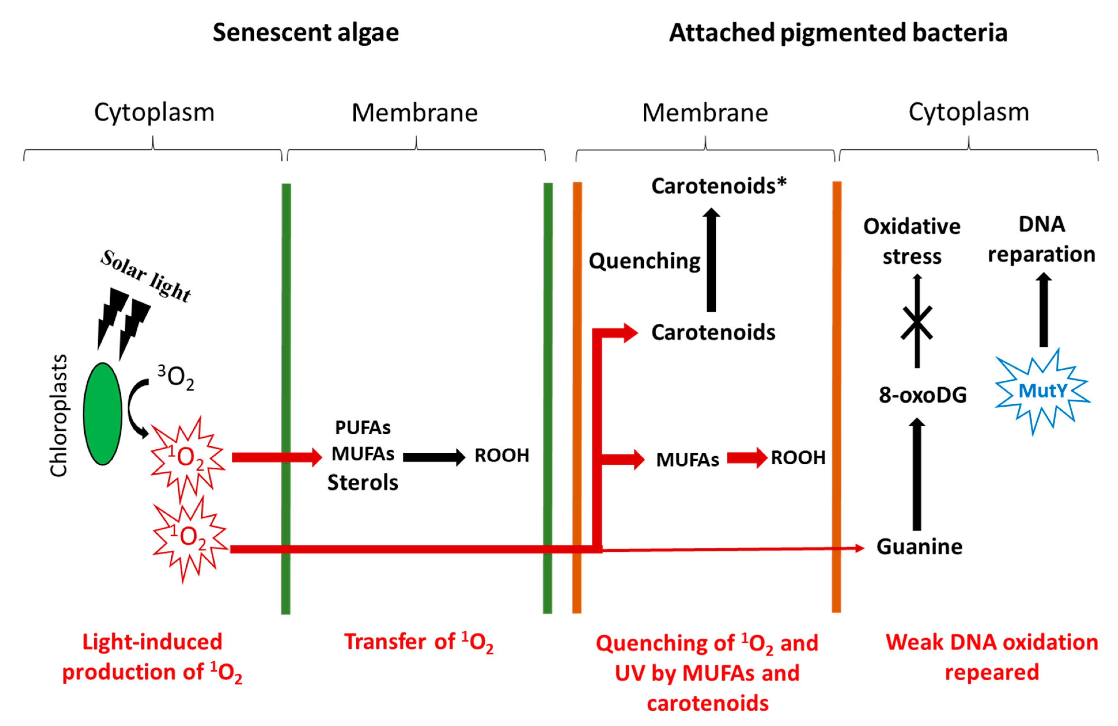 Microorganisms 11 01565 g005