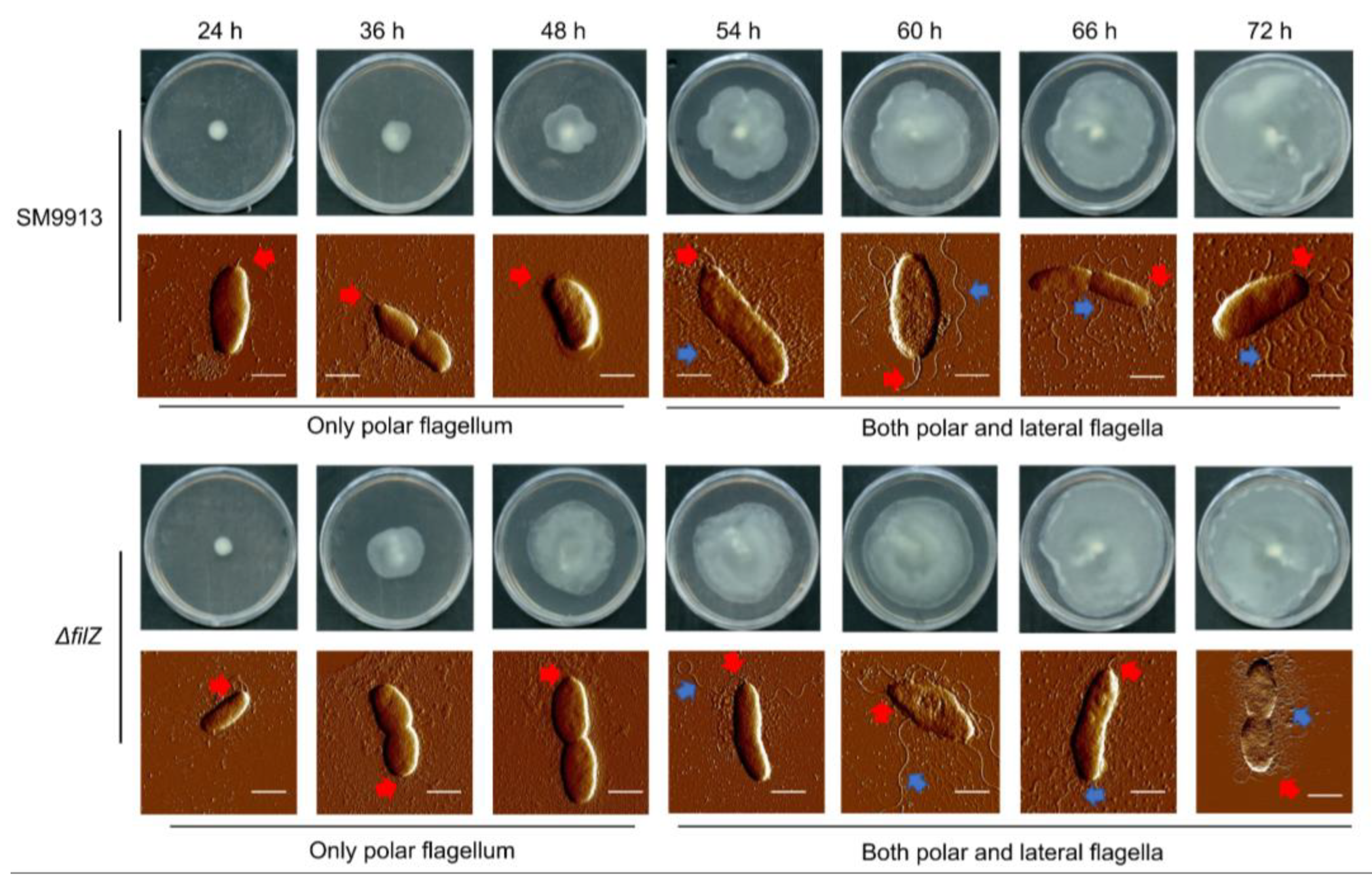 Microorganisms 11 01566 g001