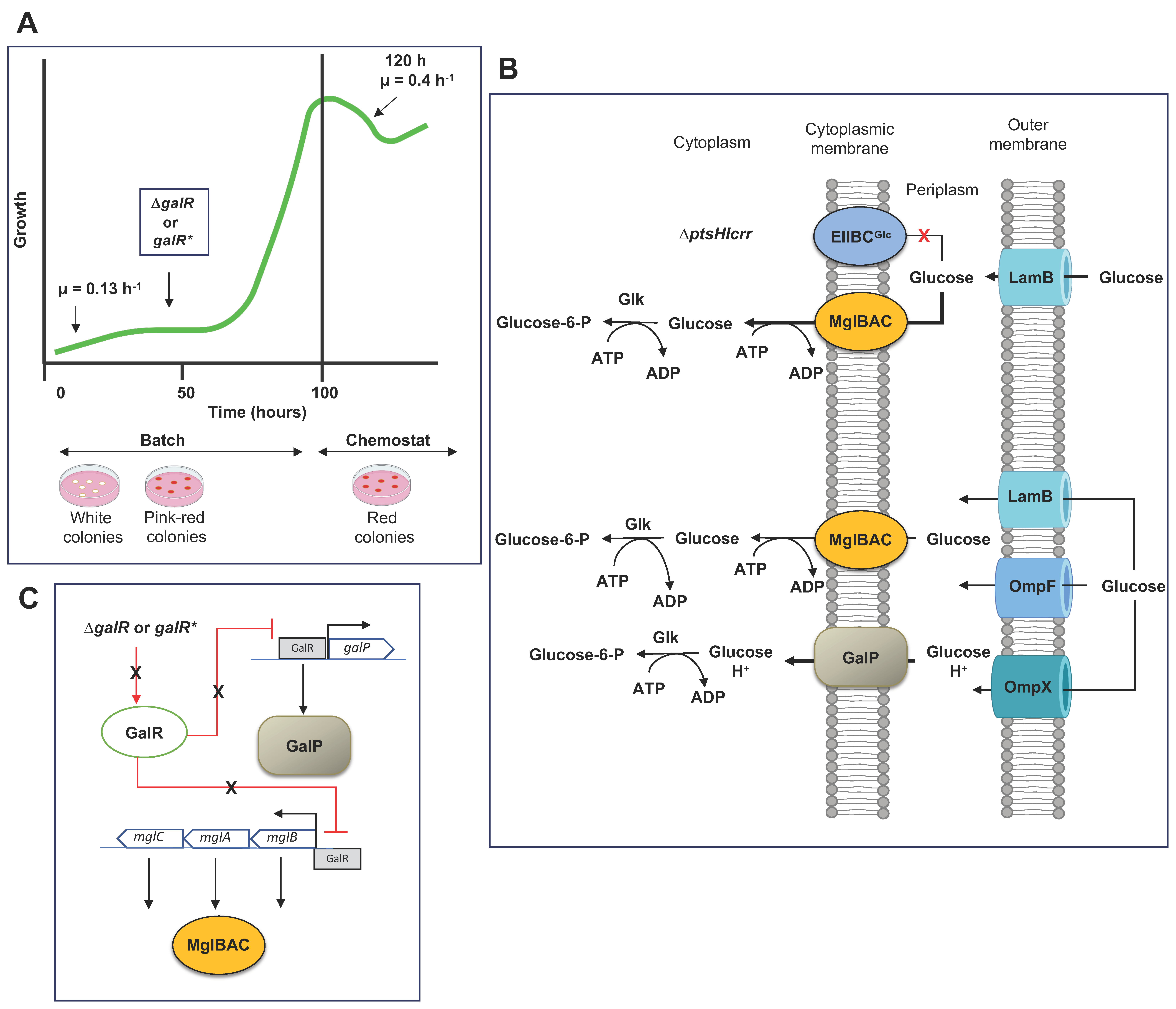 Microorganisms 11 01588 g004