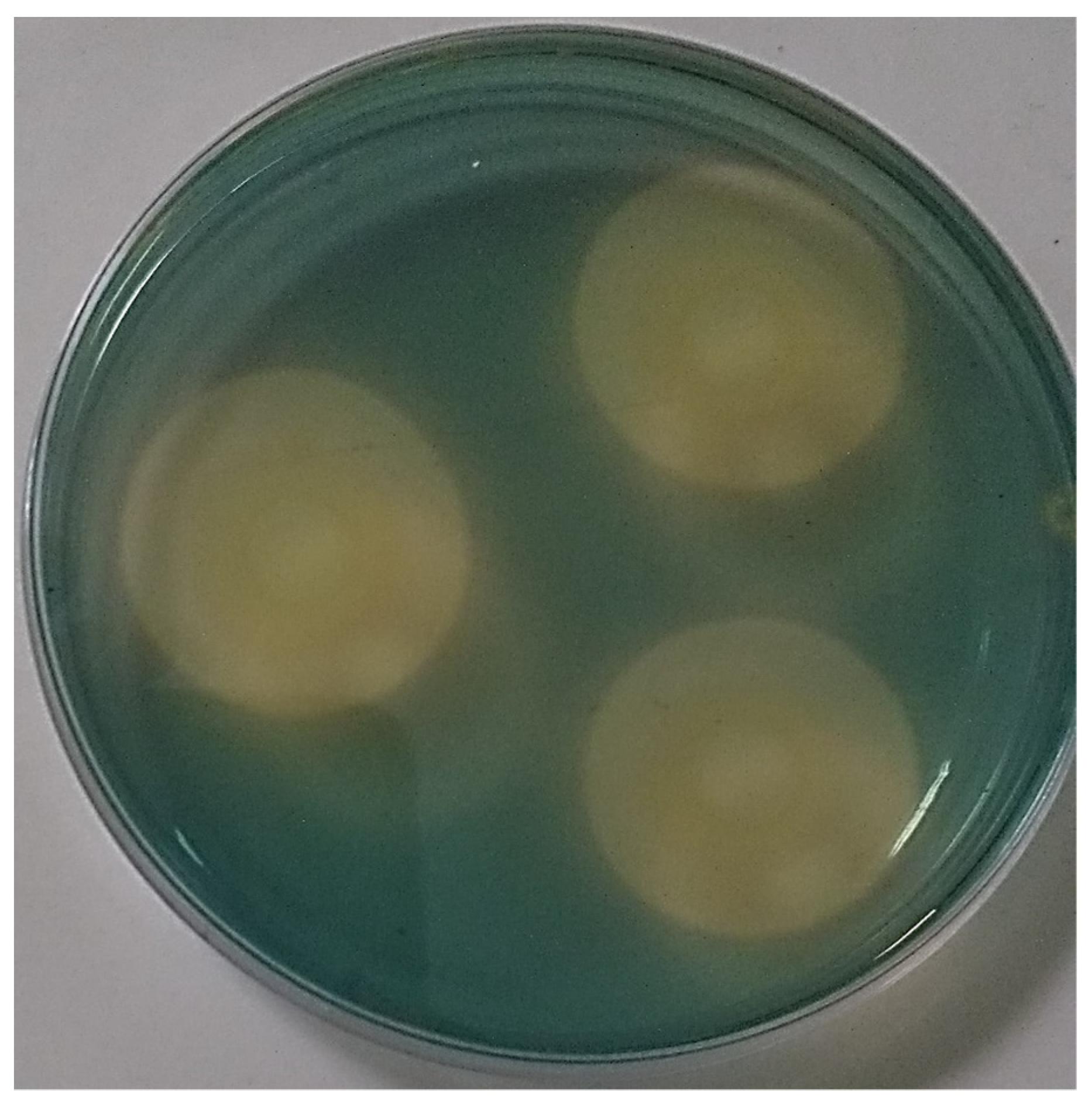 Microorganisms 11 01596 g004