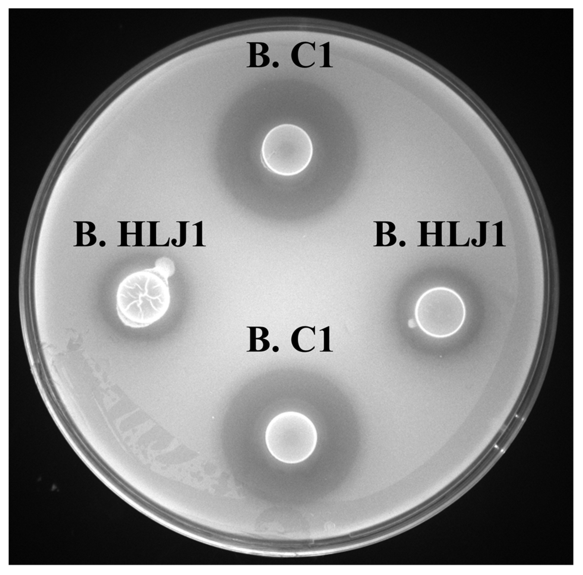 Microorganisms 11 01667 g006