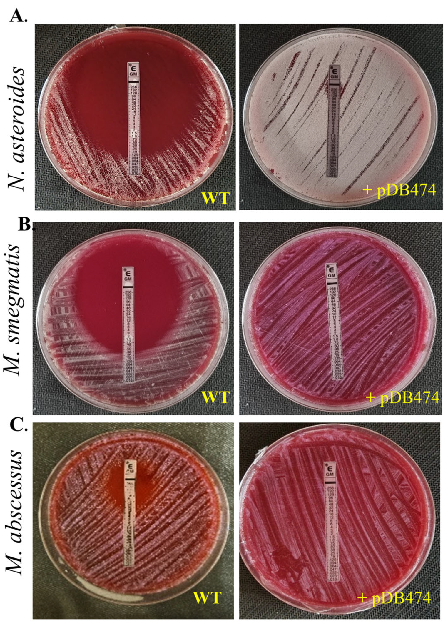 Microorganisms 11 01697 g002 Microorganisms 11 01697 g002