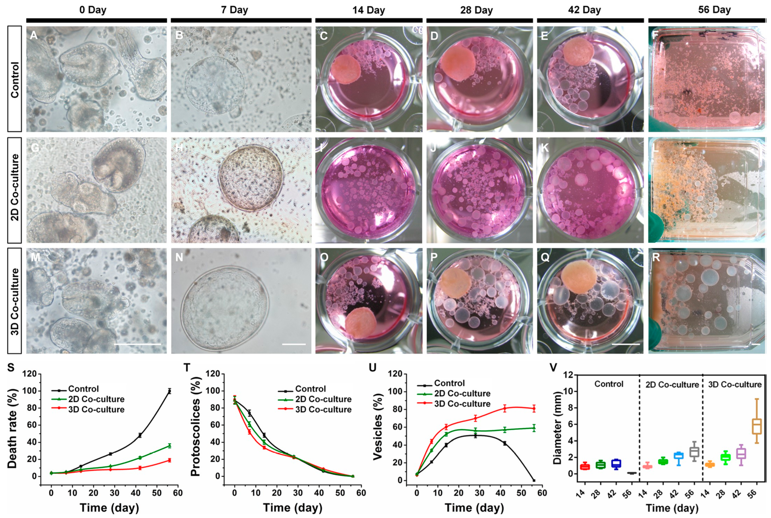 Microorganisms 11 01708 g001