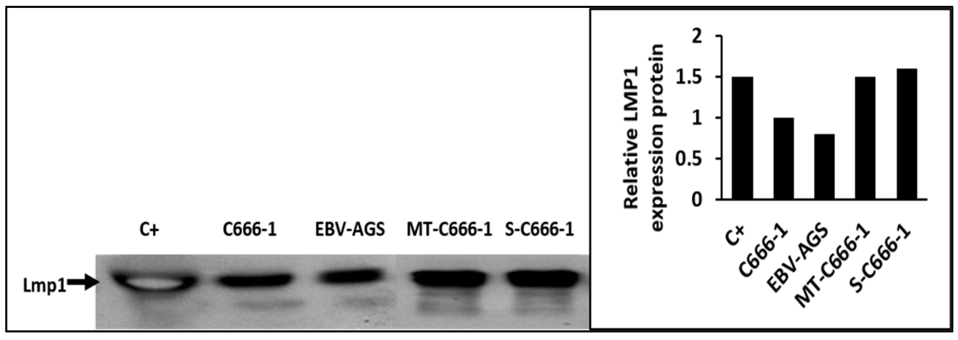 Microorganisms 11 01712 g004