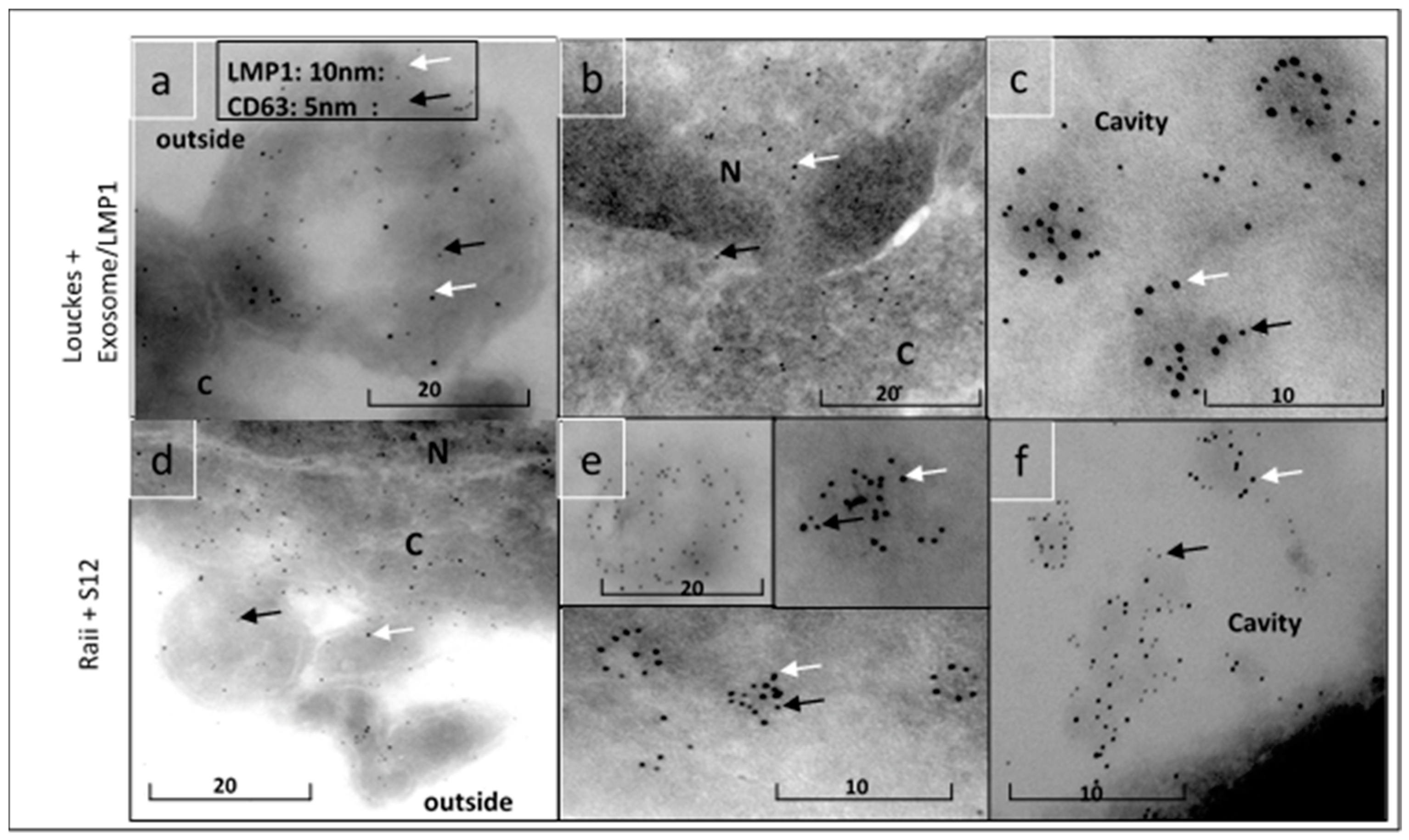 Microorganisms 11 01712 g009