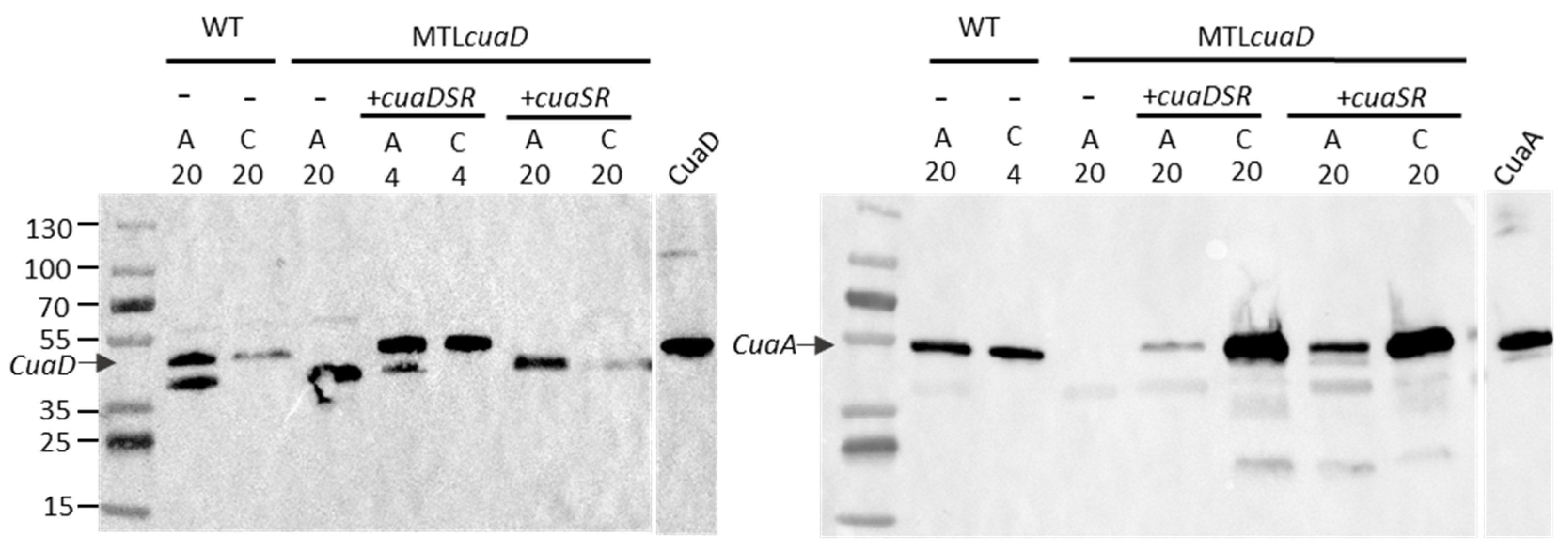 Microorganisms 11 01732 g005