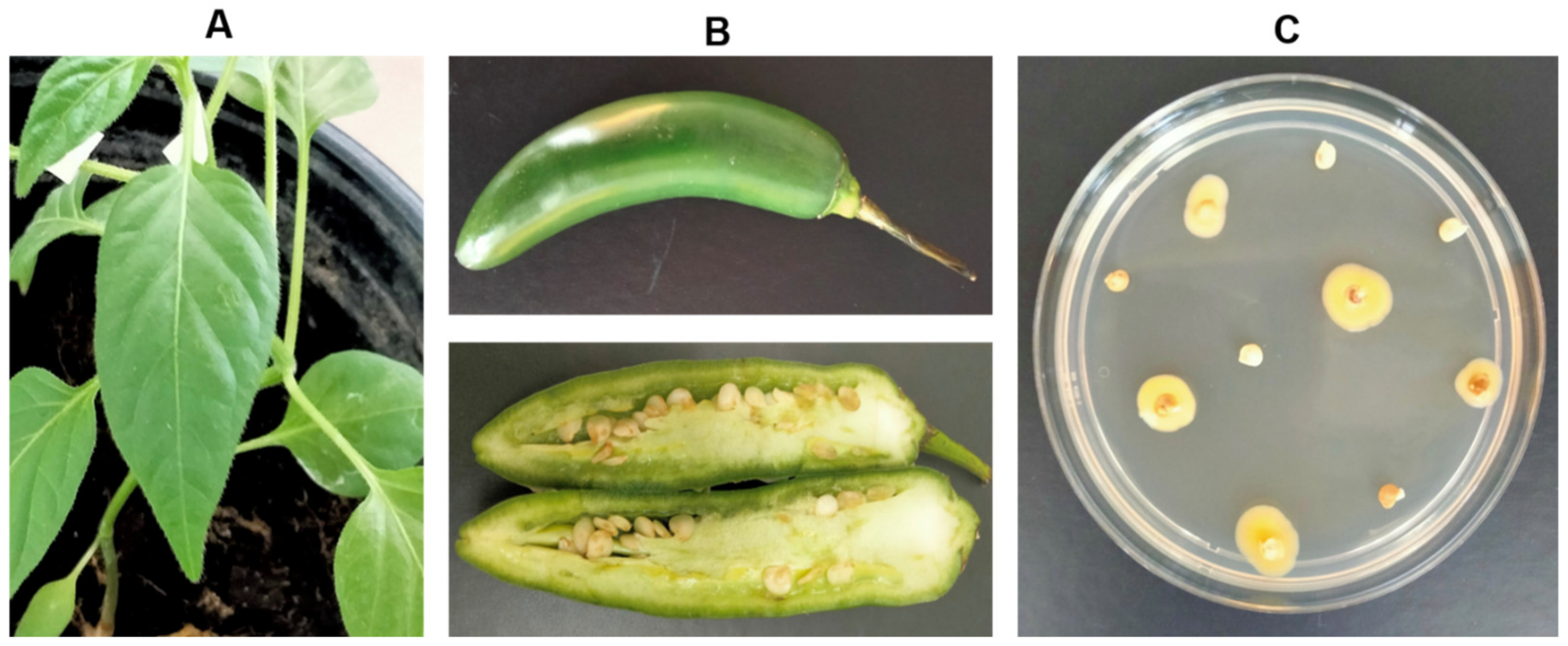 Microorganisms 11 01758 g003 Microorganisms 11 01758 g003