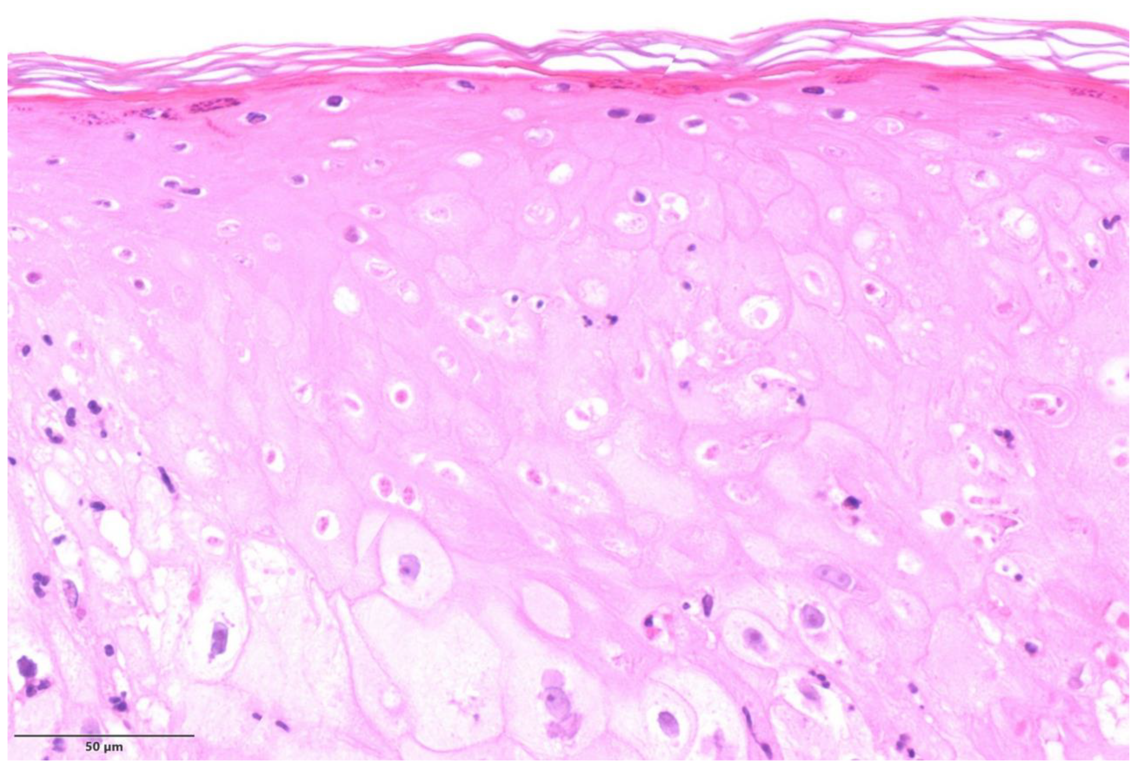Microorganisms 11 01781 g001