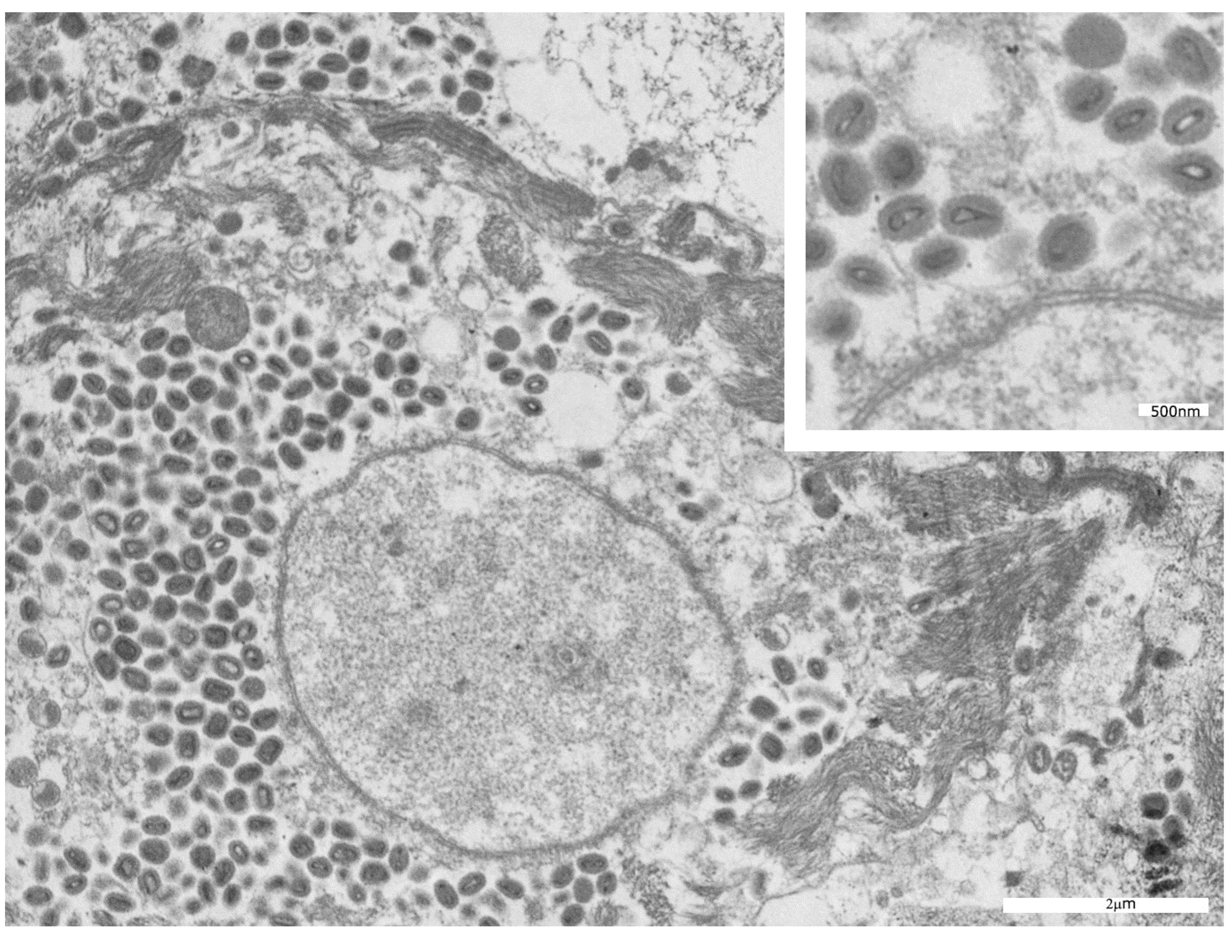 Microorganisms 11 01781 g006