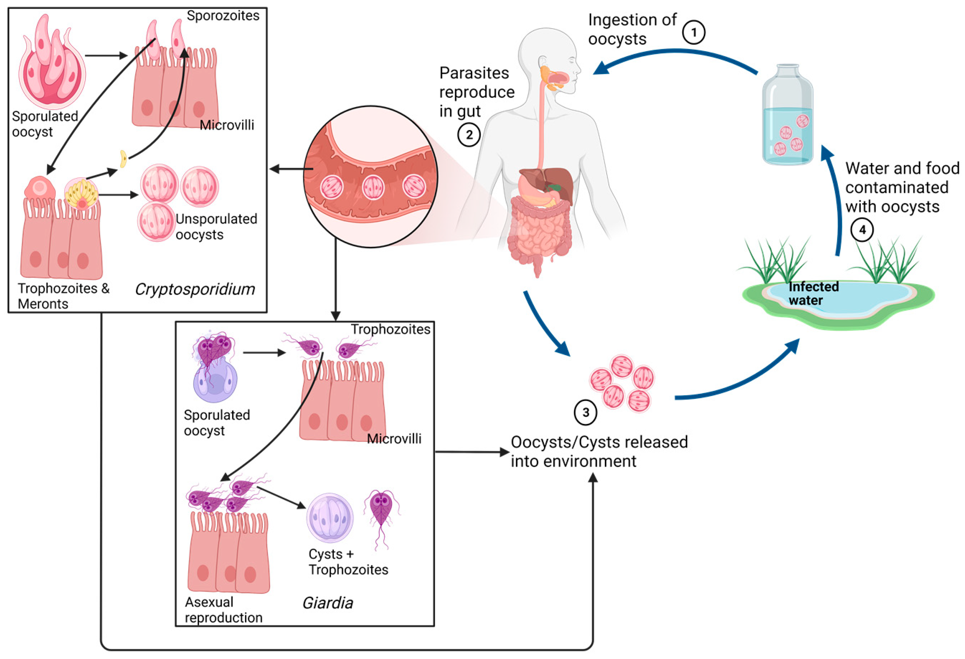 Microorganisms 11 01800 g002