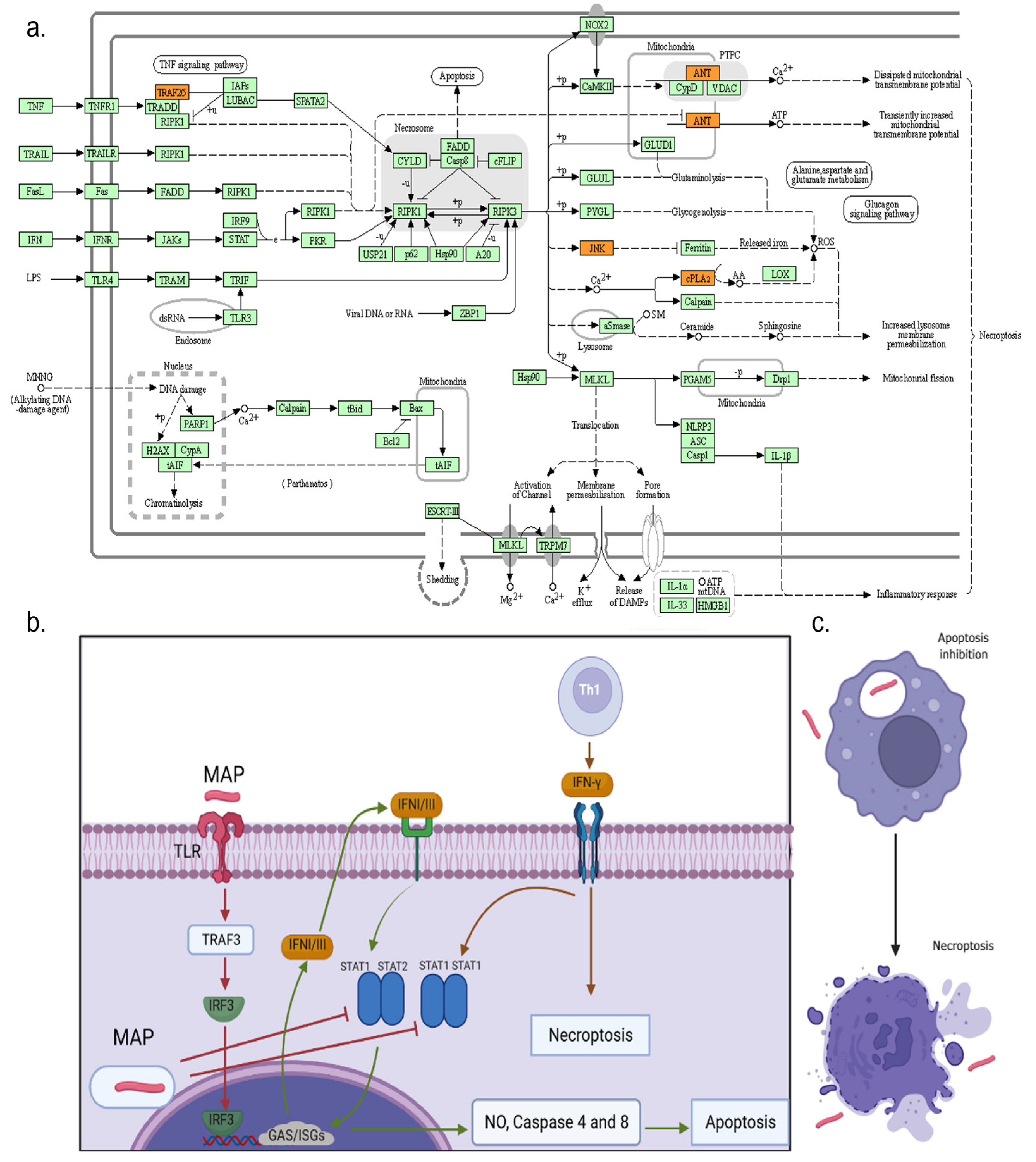 Microorganisms 11 01817 g004