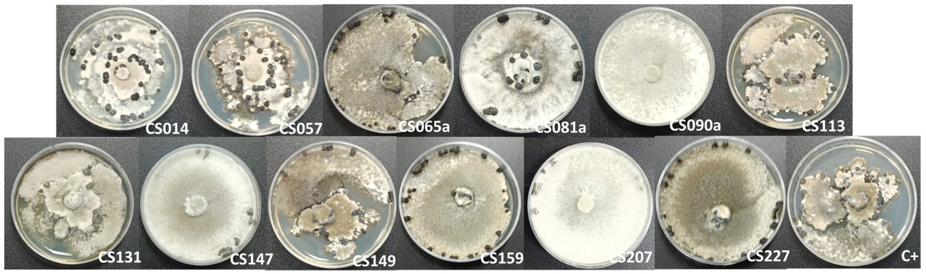 Microorganisms 11 01820 g009