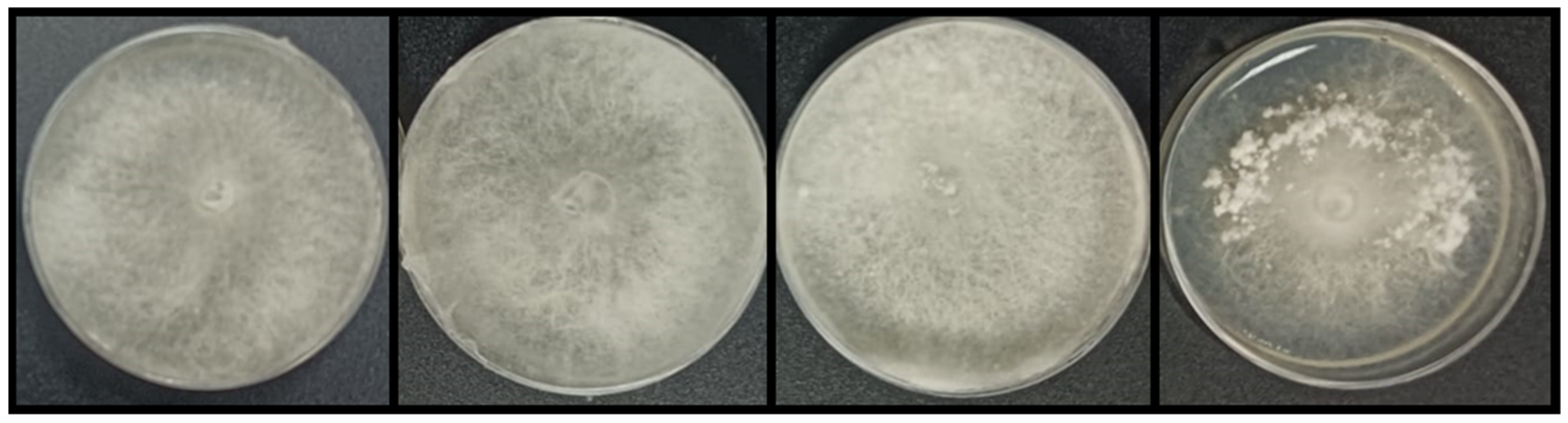 Microorganisms 11 01820 g010