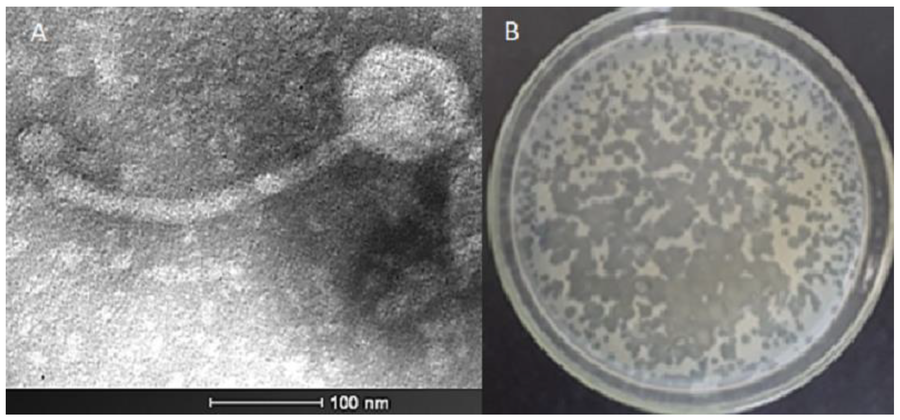 Microorganisms 11 01837 g001