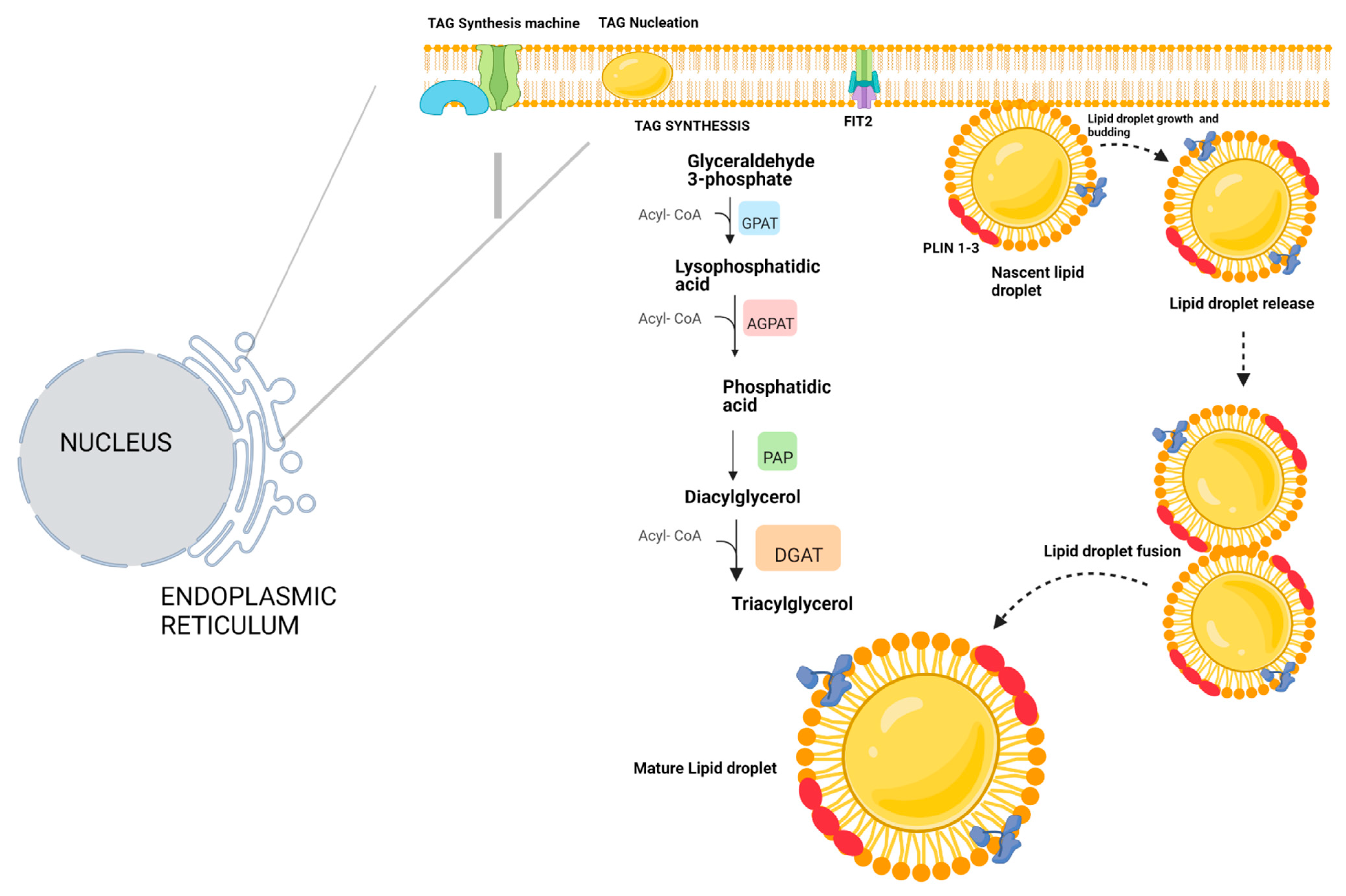 Microorganisms 11 01851 g001