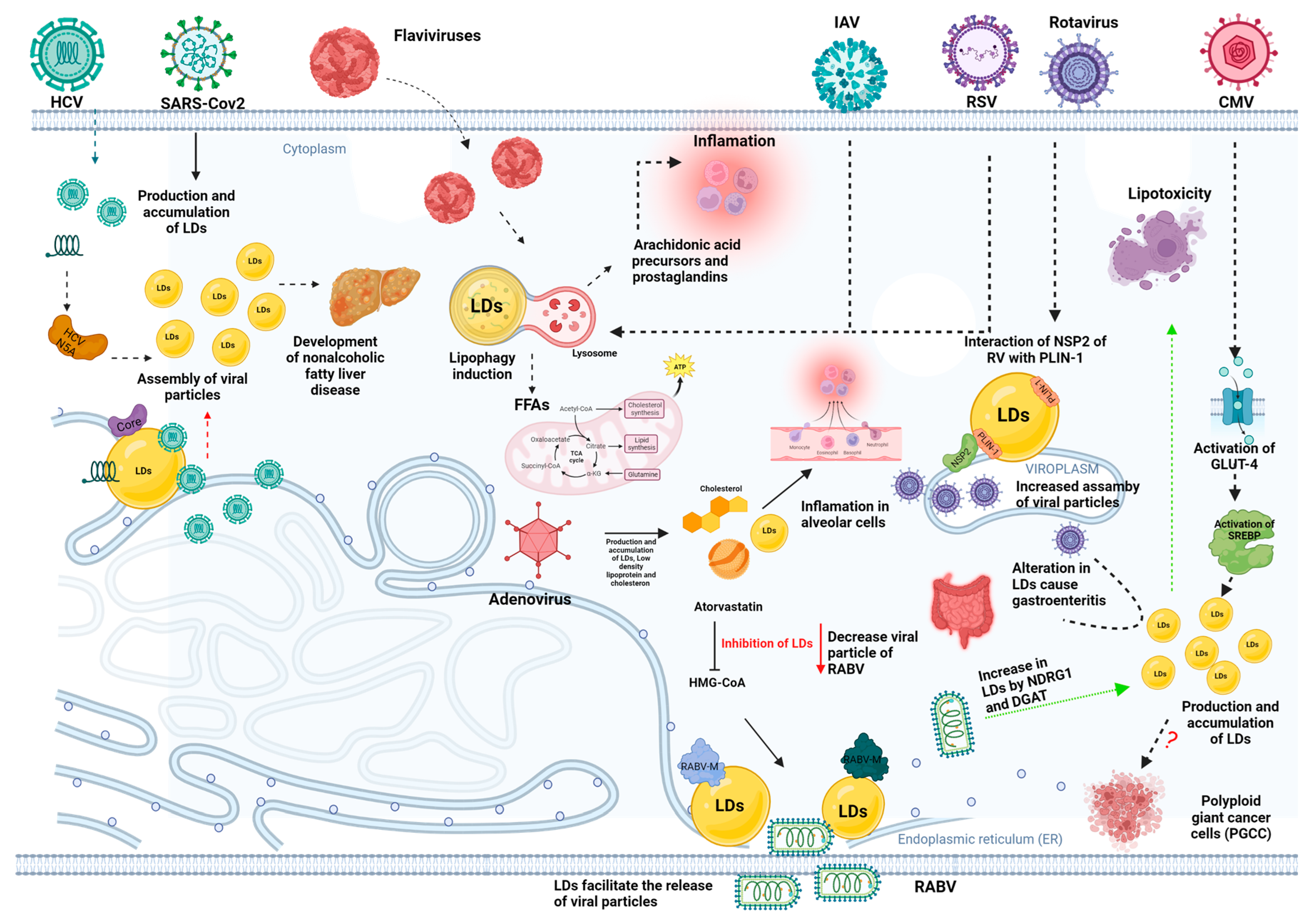 Microorganisms 11 01851 g004