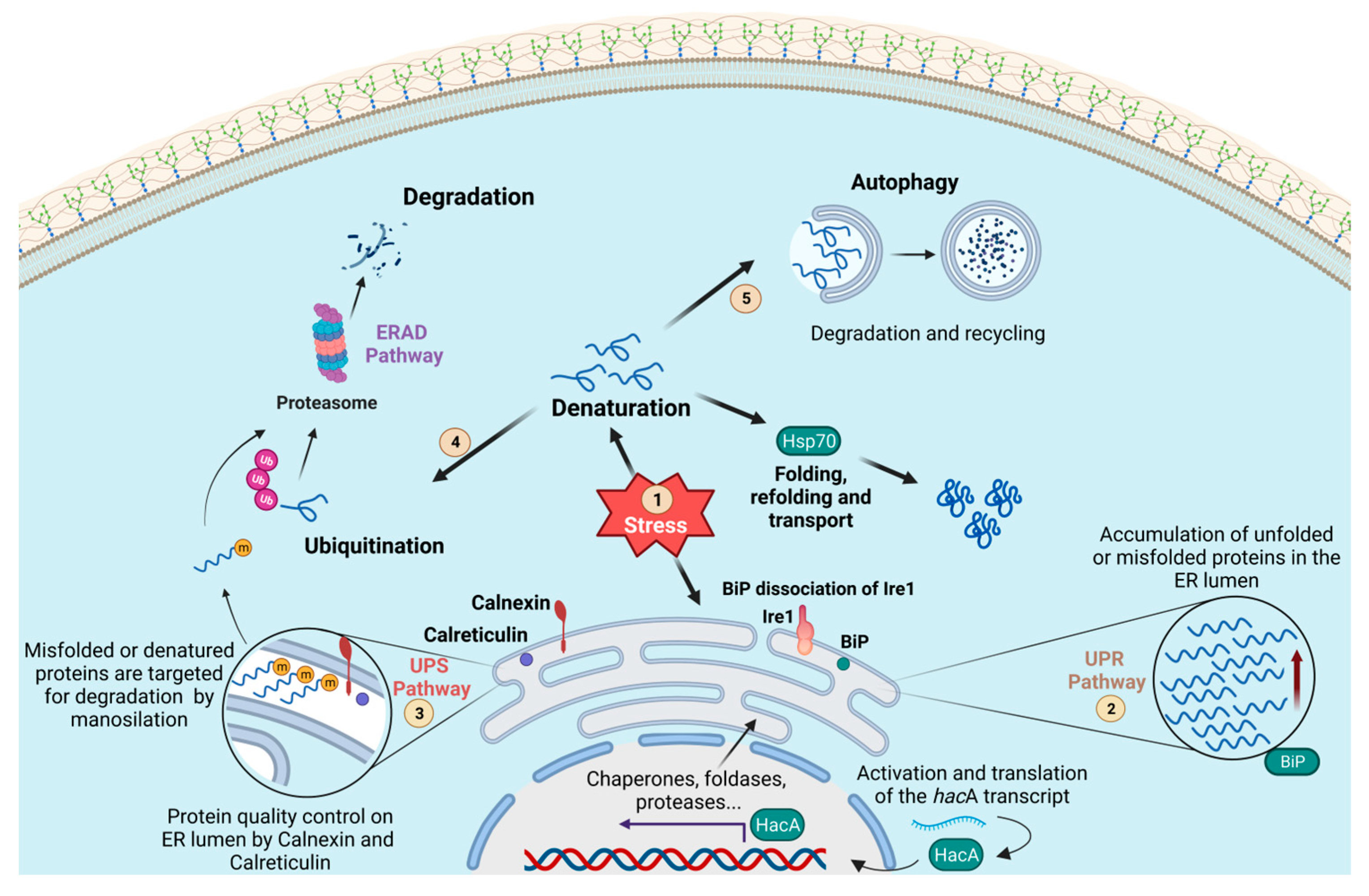Microorganisms 11 01878 g001 Microorganisms 11 01878 g001