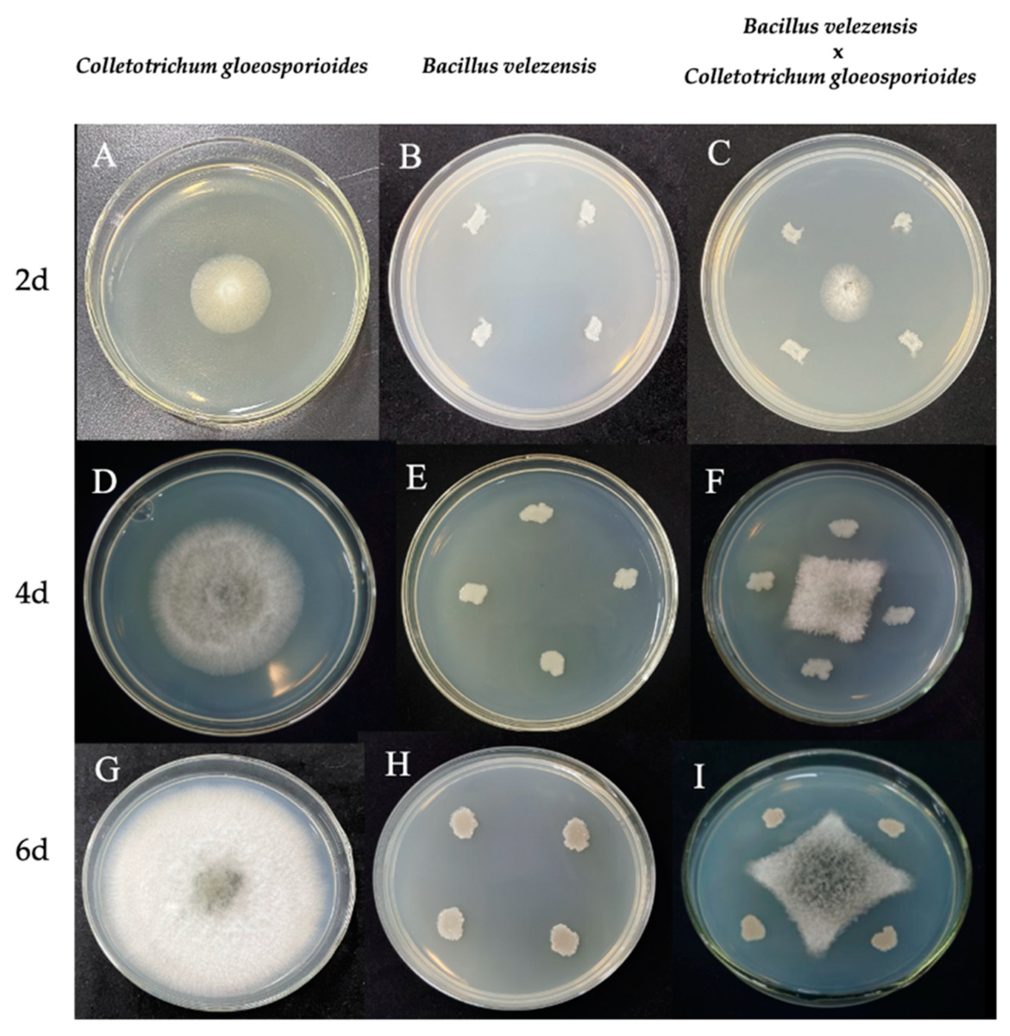 Microorganisms 11 01885 g001 Microorganisms 11 01885 g001