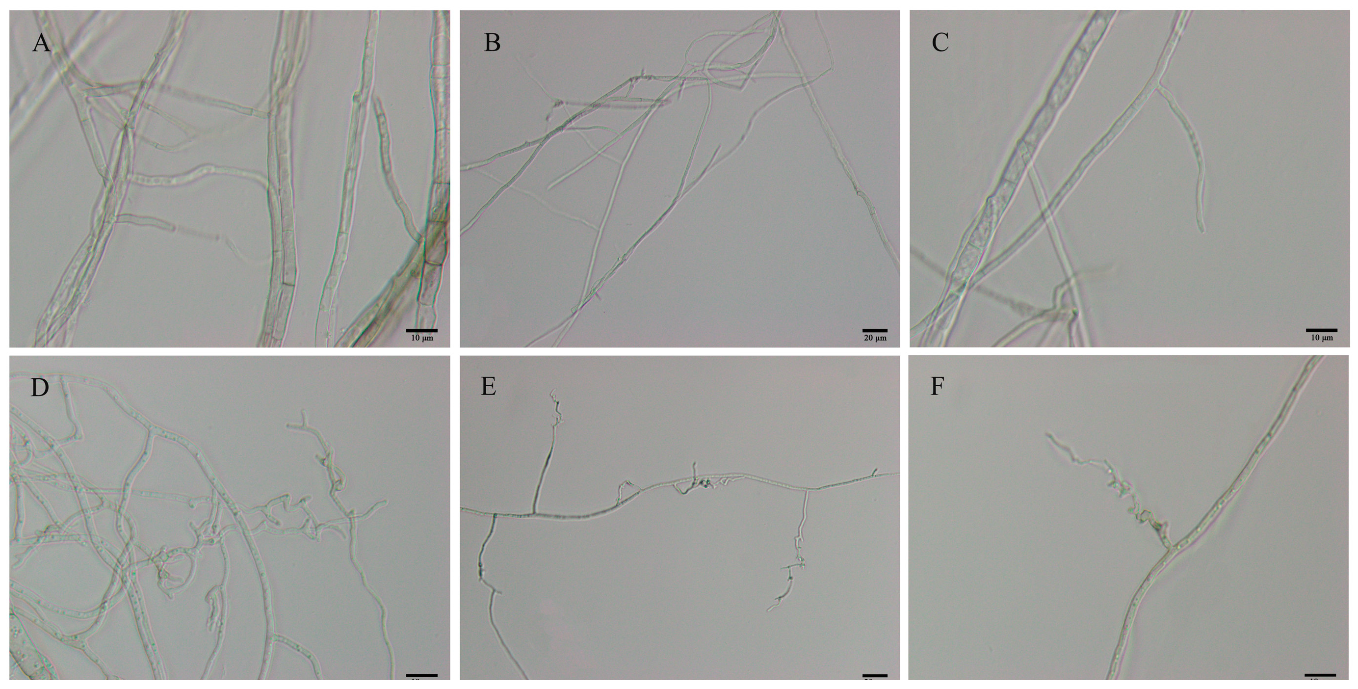 Microorganisms 11 01885 g002 Microorganisms 11 01885 g002