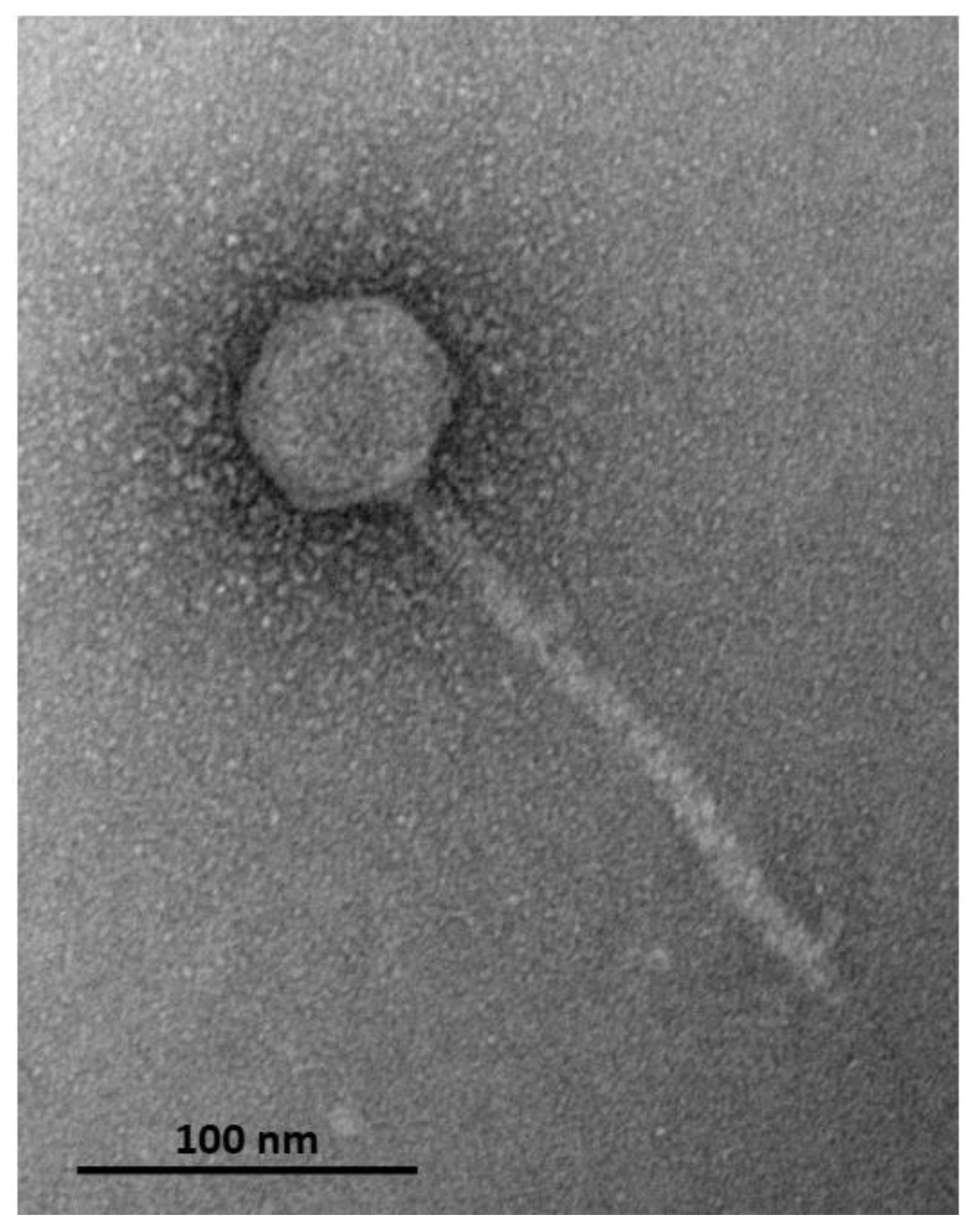 Microorganisms 11 01888 g001