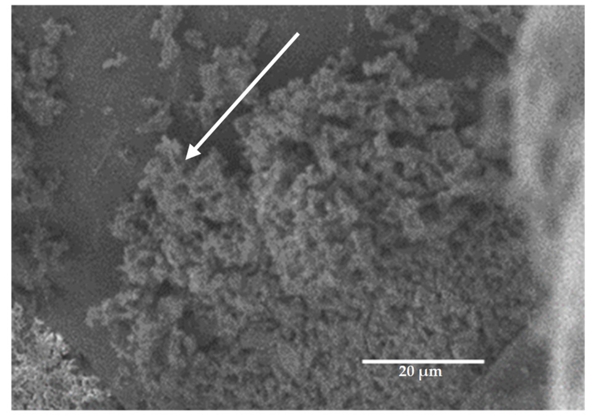 Microorganisms 11 01906 g004 Microorganisms 11 01906 g004