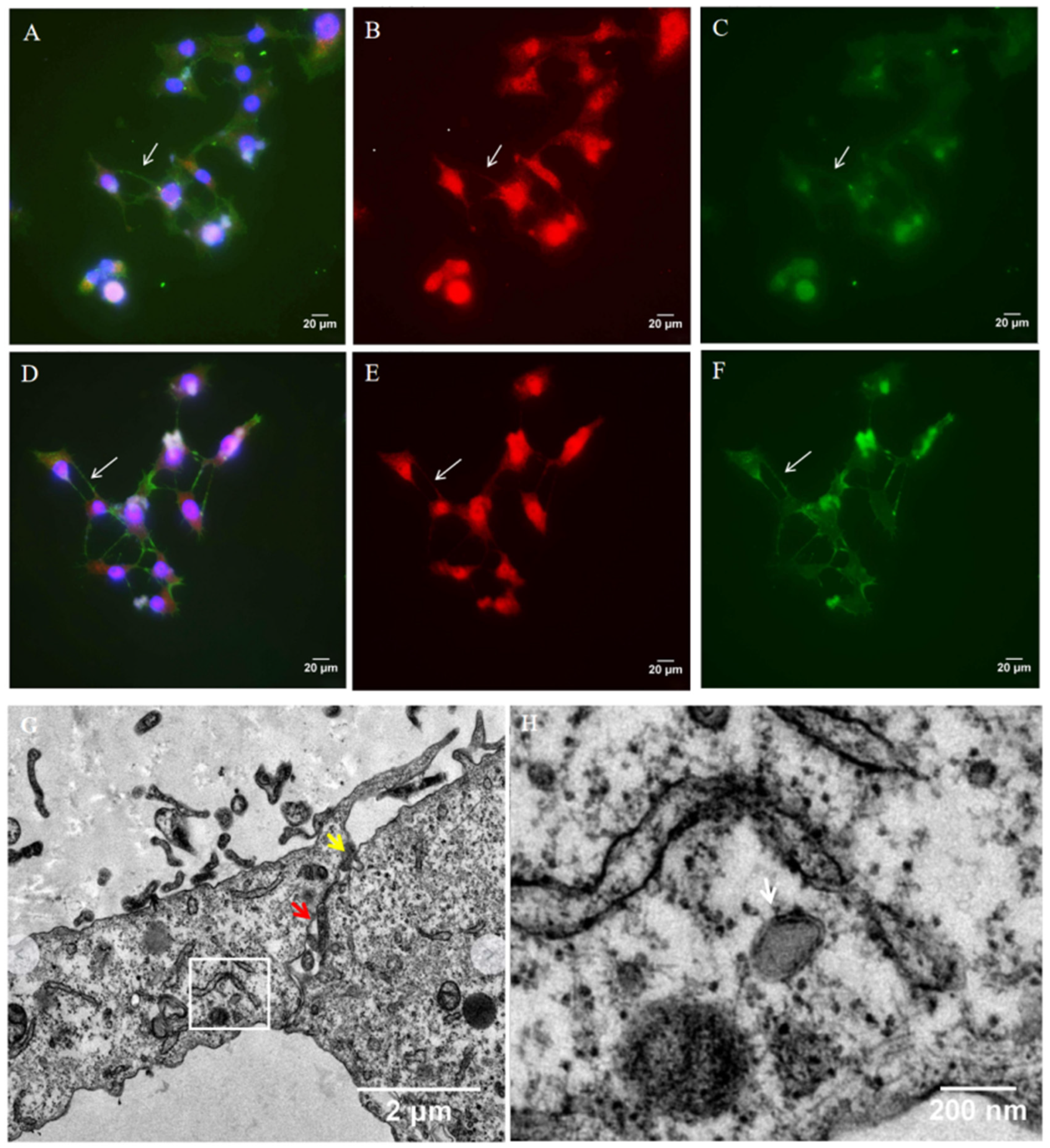 Microorganisms 11 01916 g002