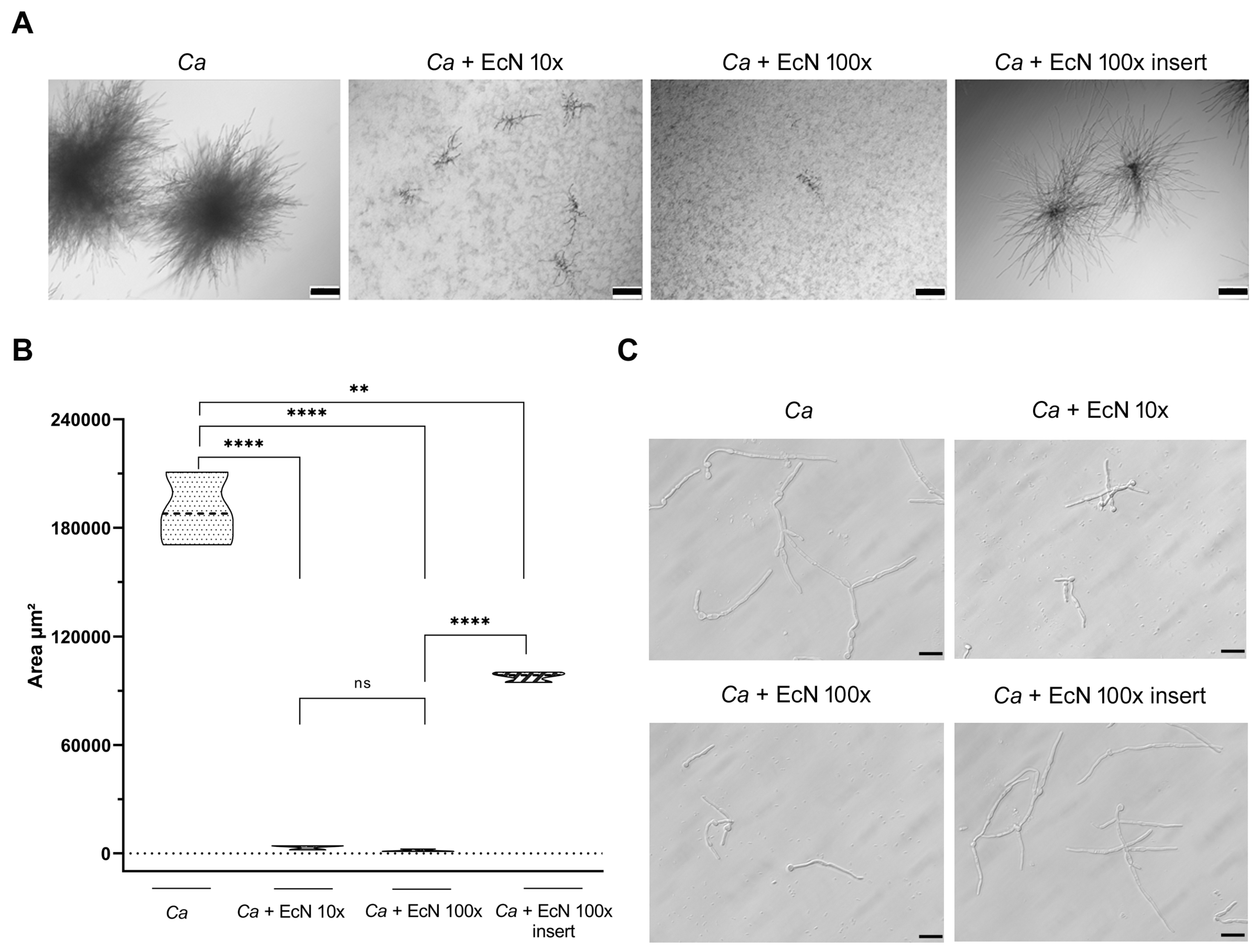 Microorganisms 11 01929 g005