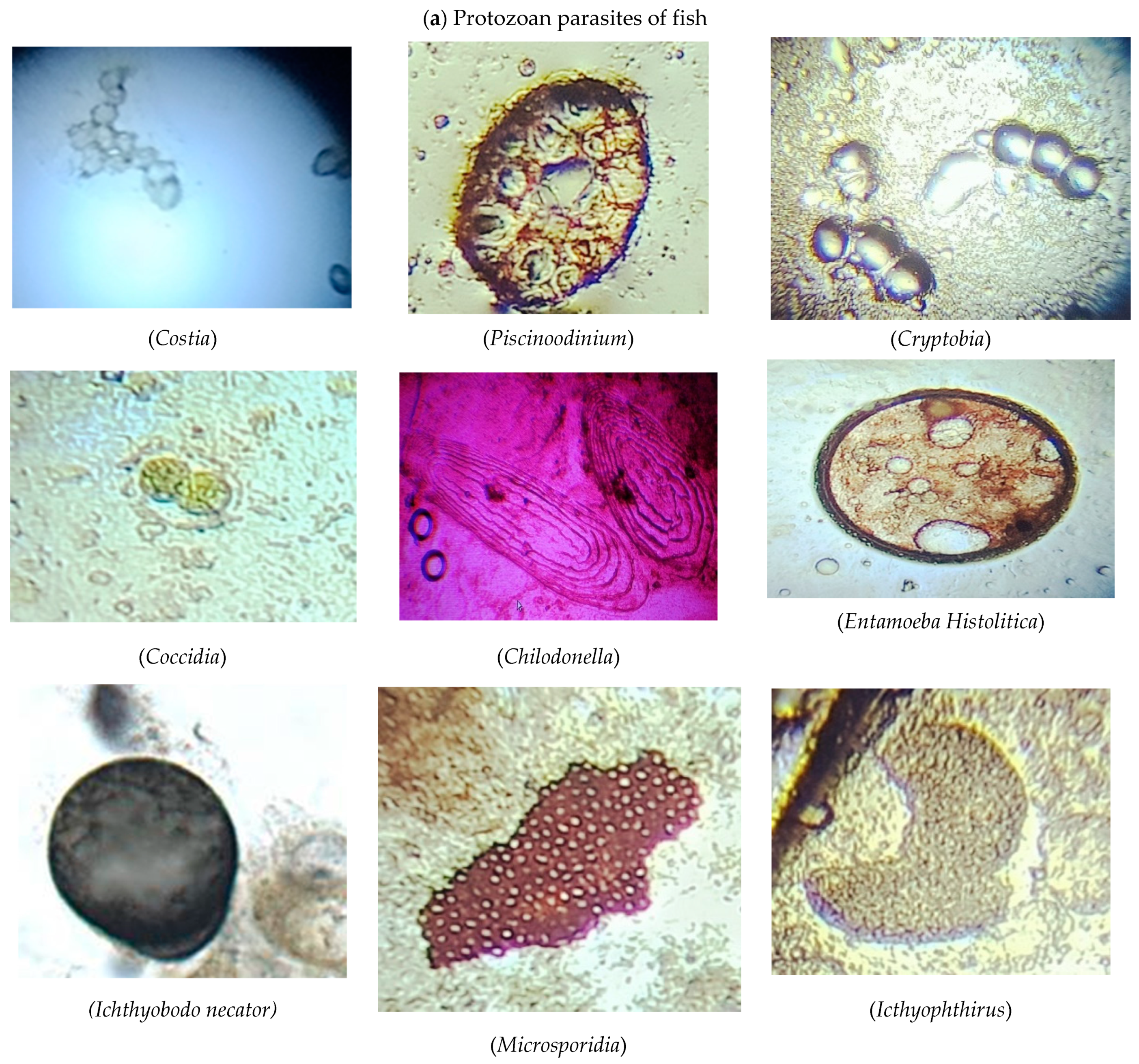 Microorganisms 11 01940 g001a