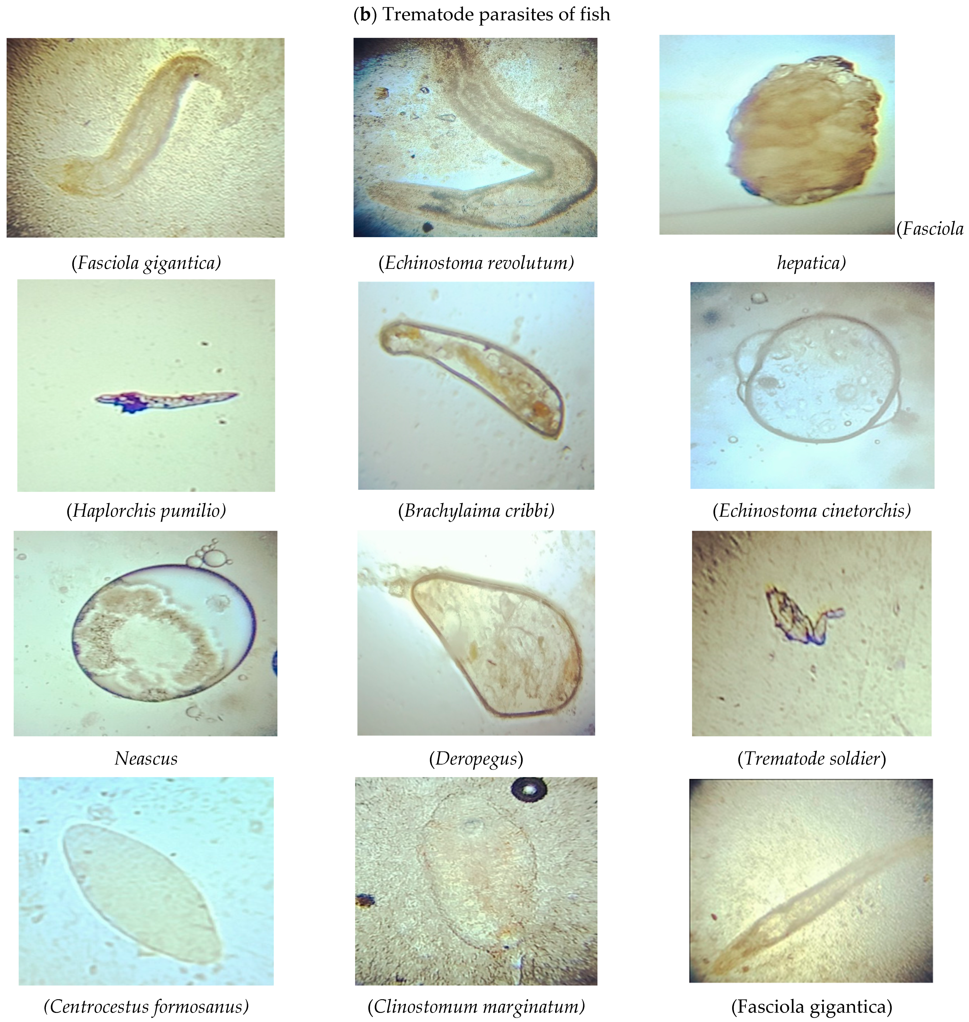 Microorganisms 11 01940 g001b