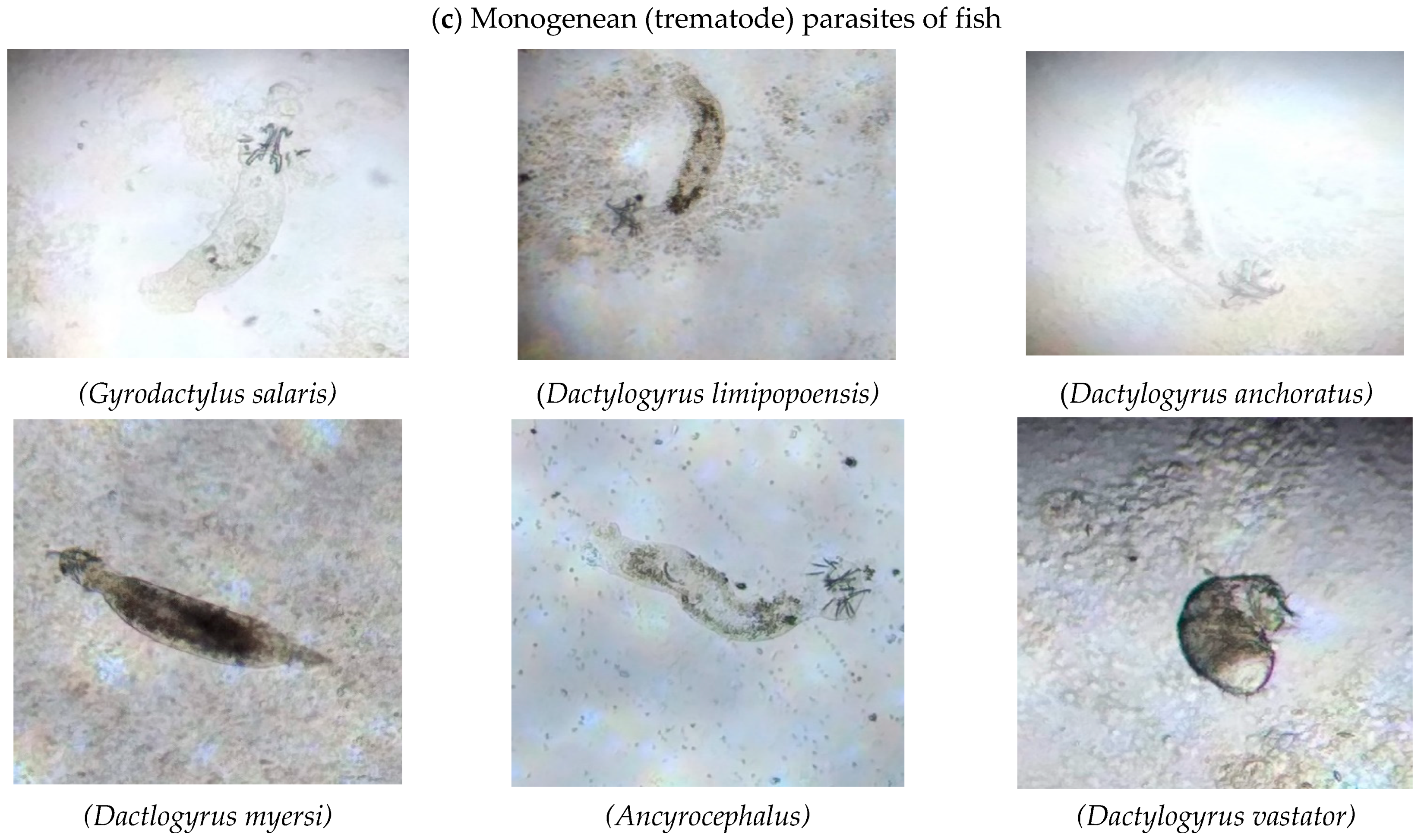 Microorganisms 11 01940 g001c