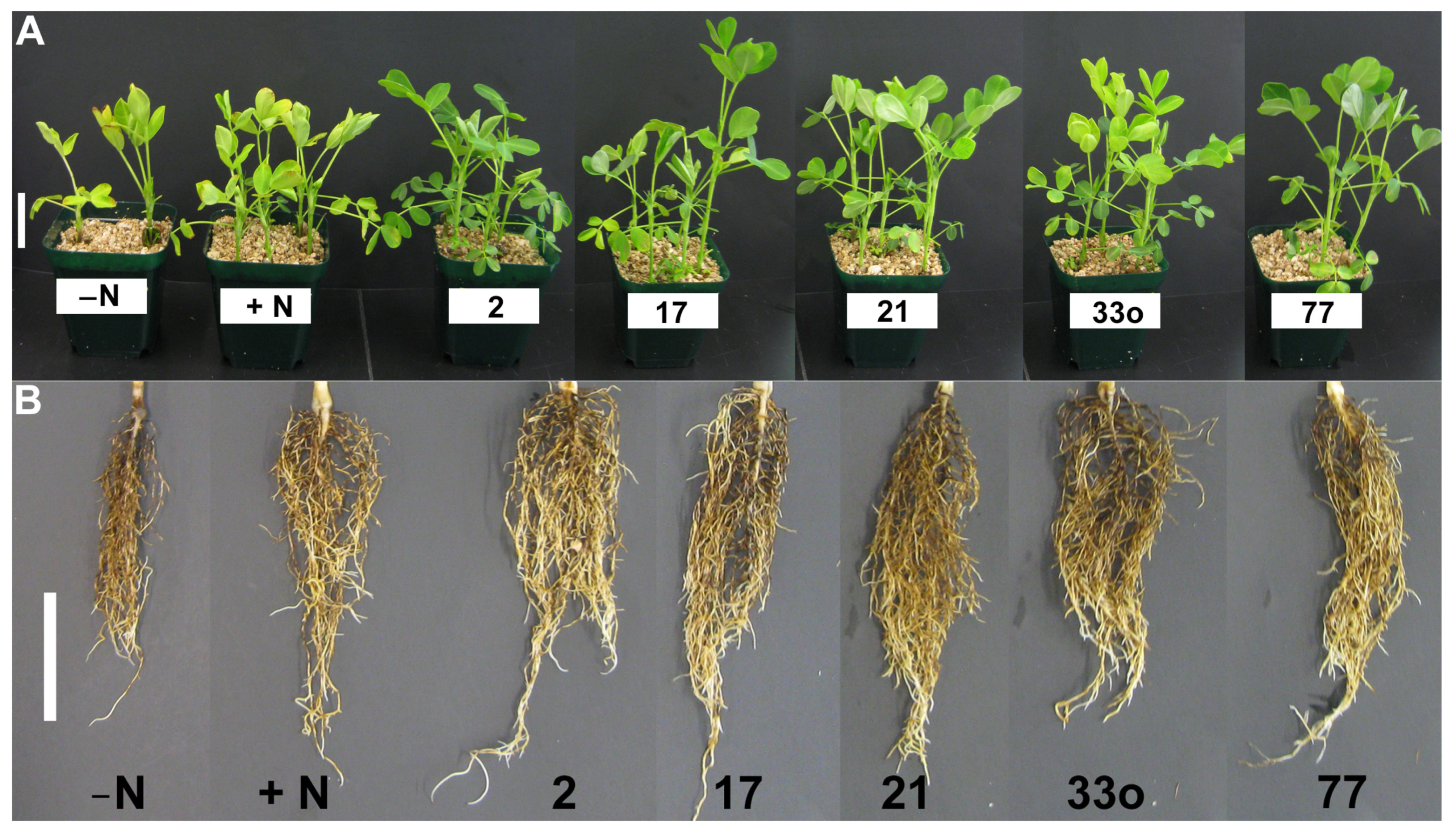 Microorganisms 11 01941 g006 Microorganisms 11 01941 g006