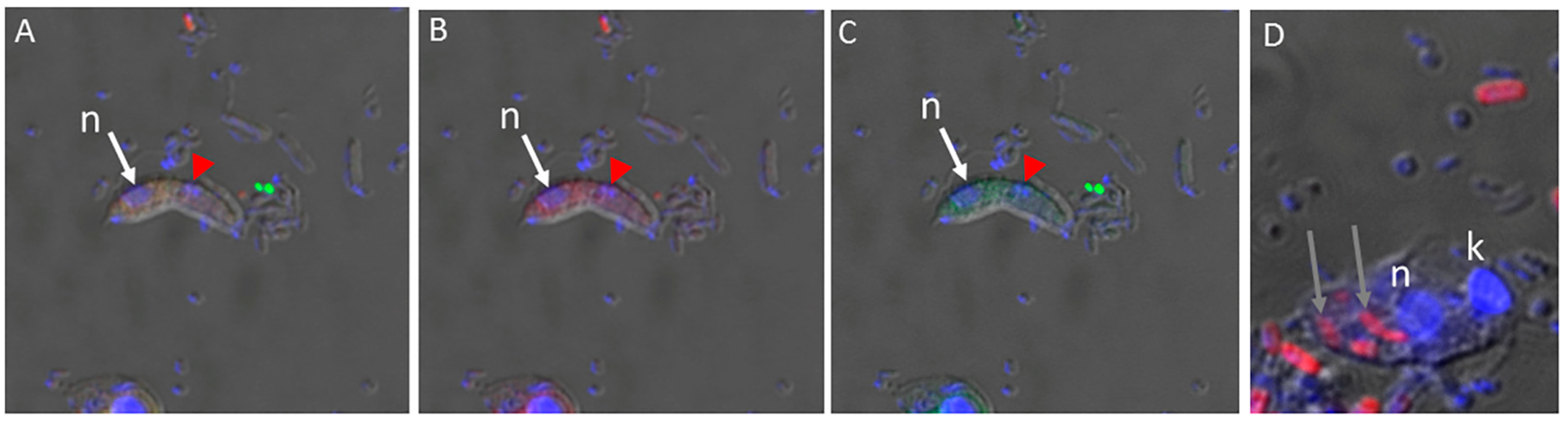 Microorganisms 11 01945 g002 Microorganisms 11 01945 g002