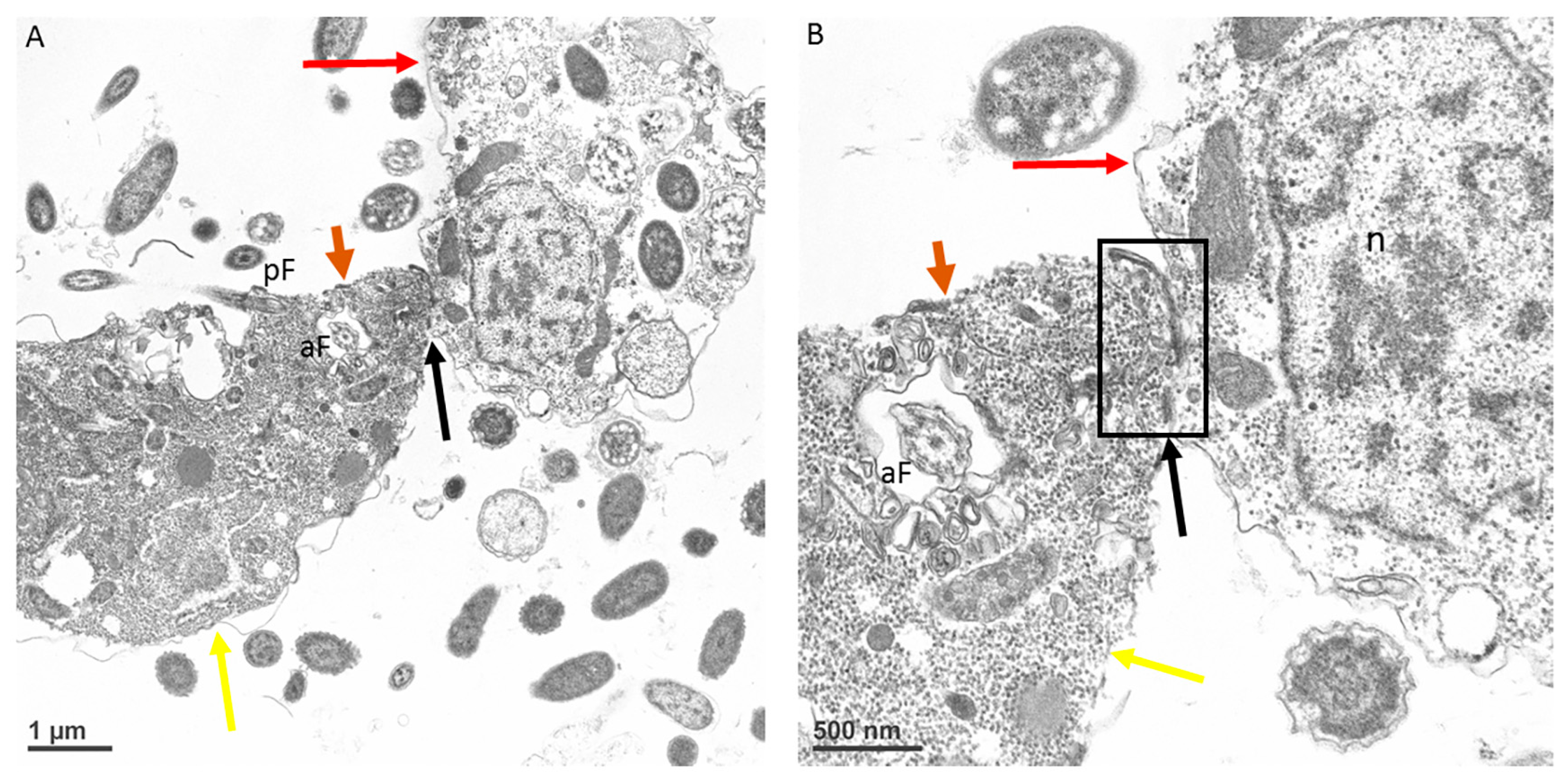 Microorganisms 11 01945 g007 Microorganisms 11 01945 g007