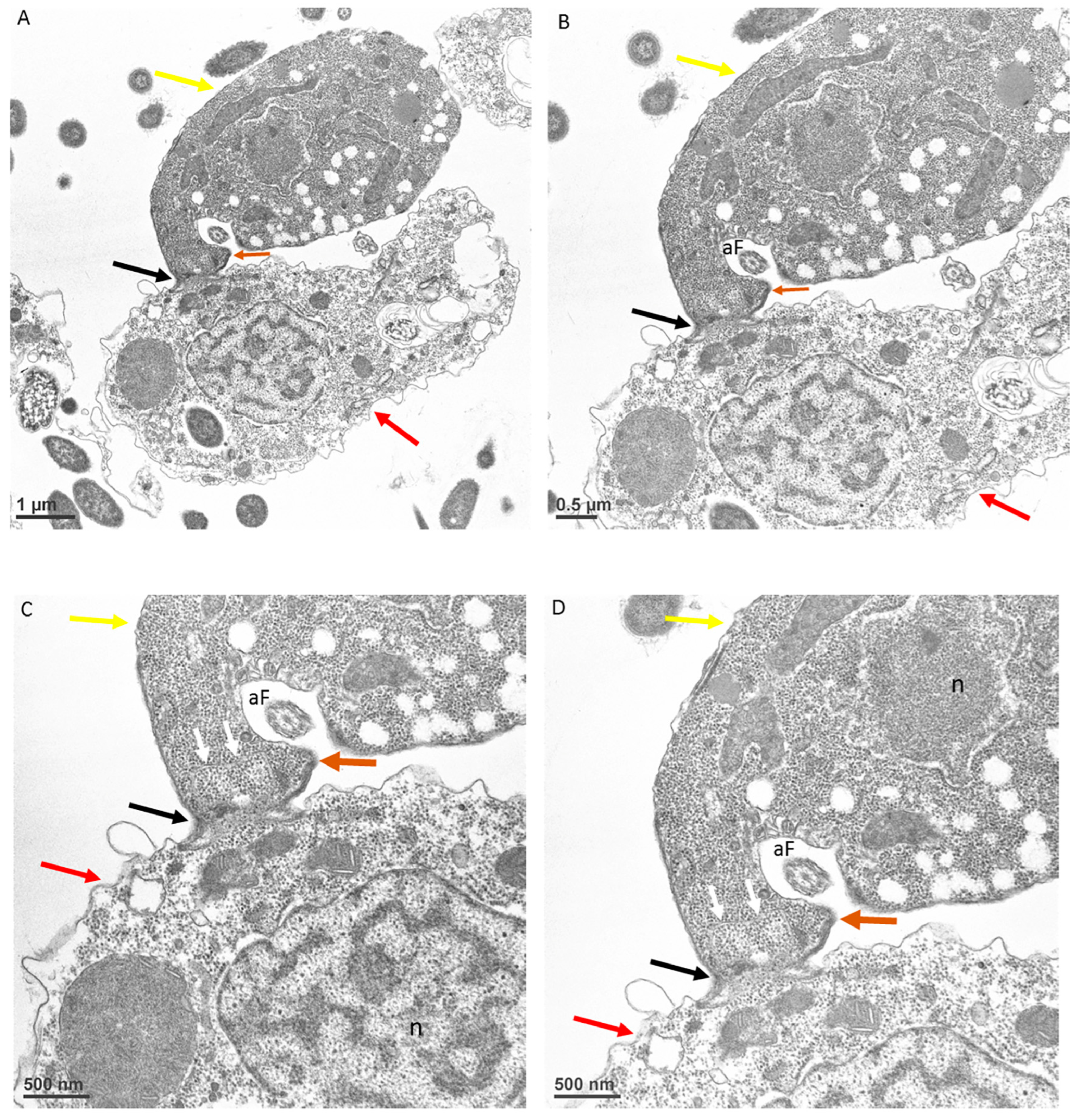 Microorganisms 11 01945 g008 Microorganisms 11 01945 g008