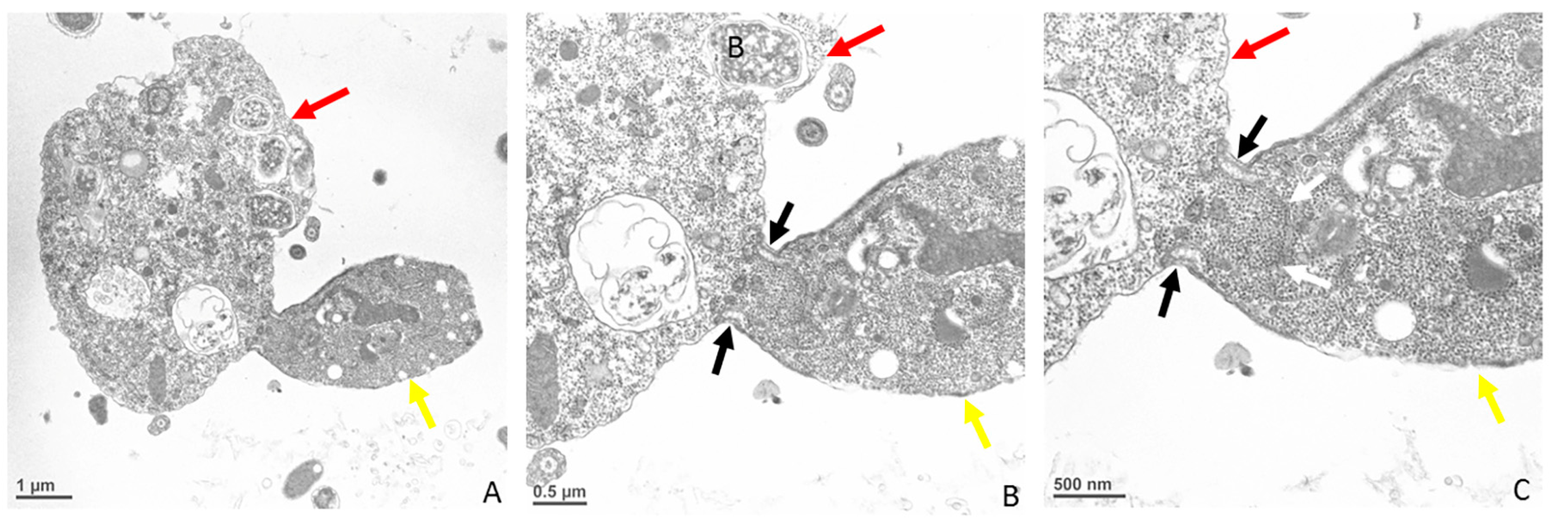 Microorganisms 11 01945 g009 Microorganisms 11 01945 g009