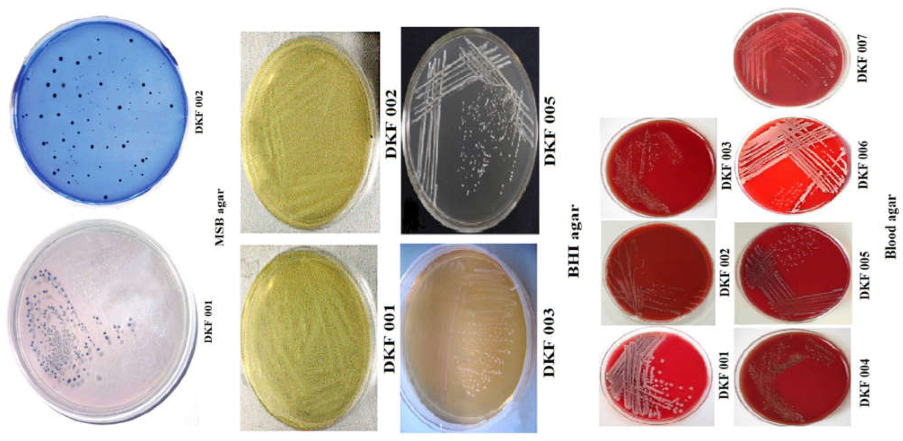 Microorganisms 11 01952 g008 Microorganisms 11 01952 g008