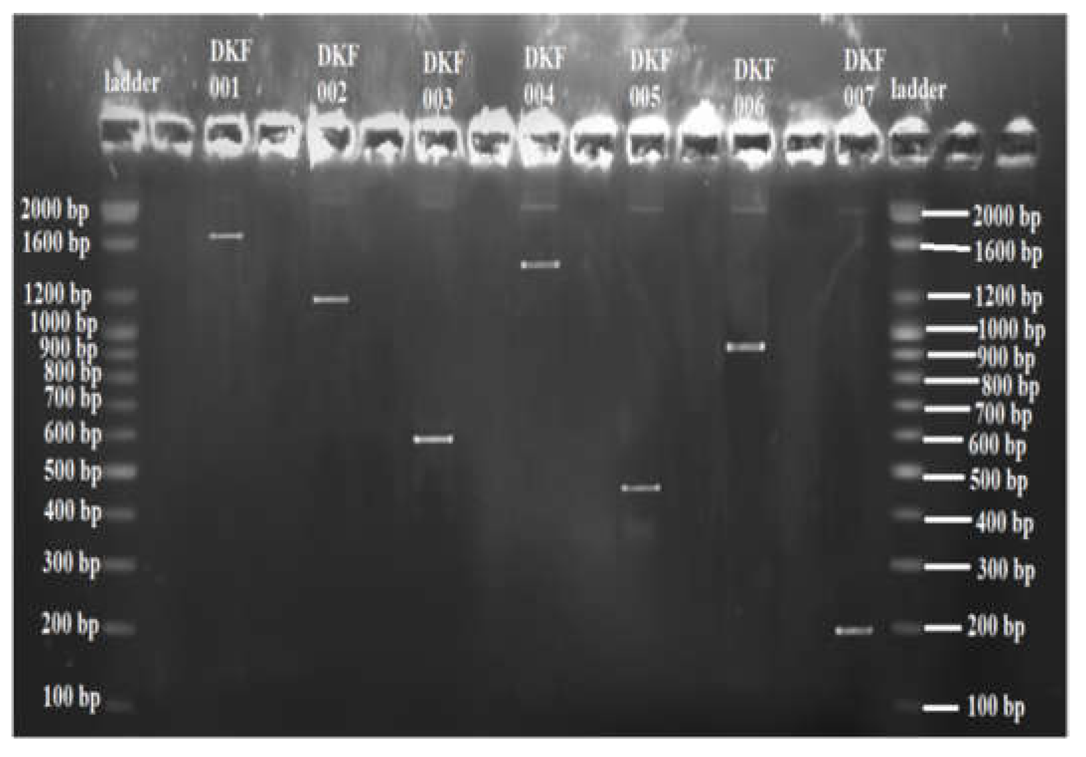 Microorganisms 11 01952 g009 Microorganisms 11 01952 g009