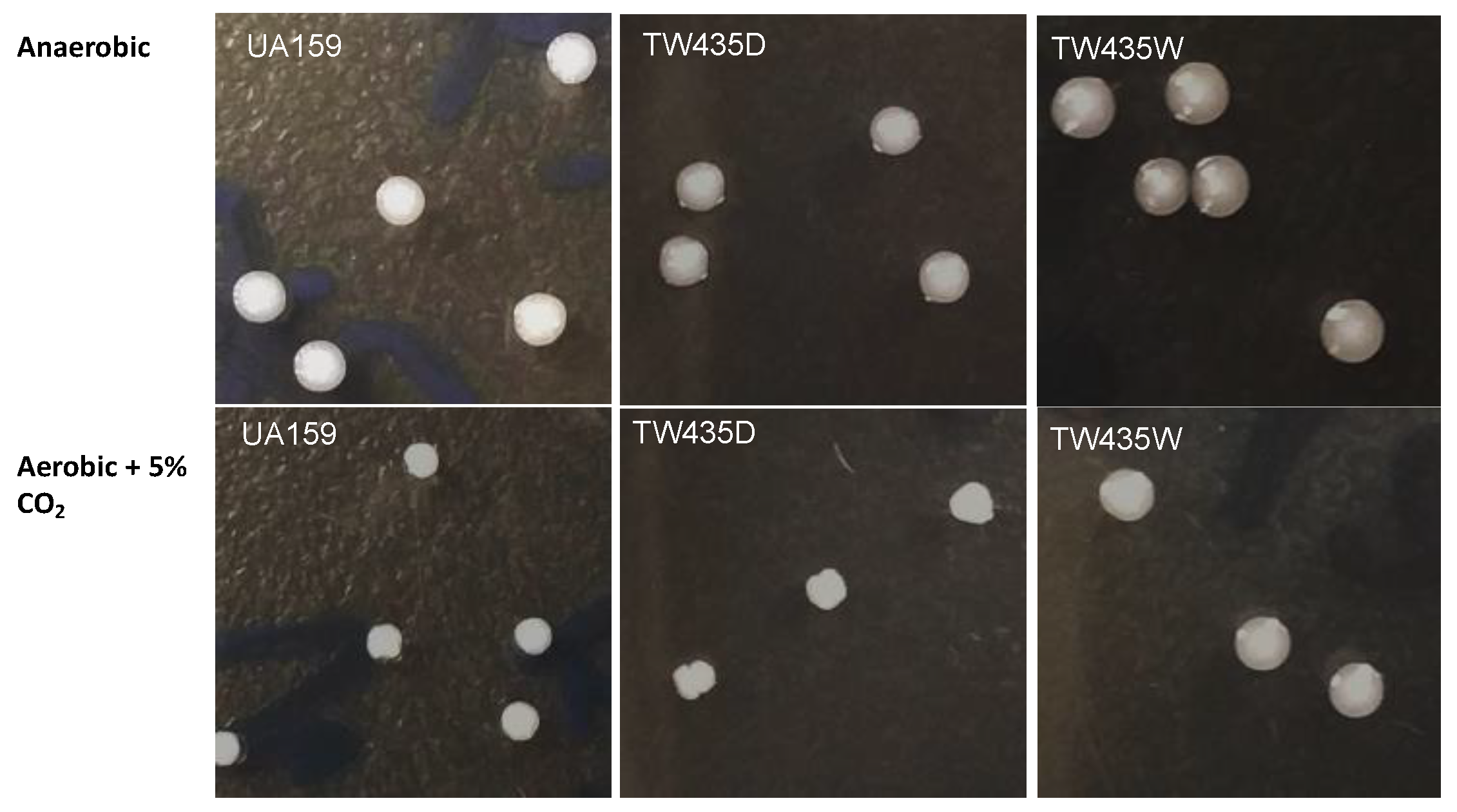 Microorganisms 11 01982 g005