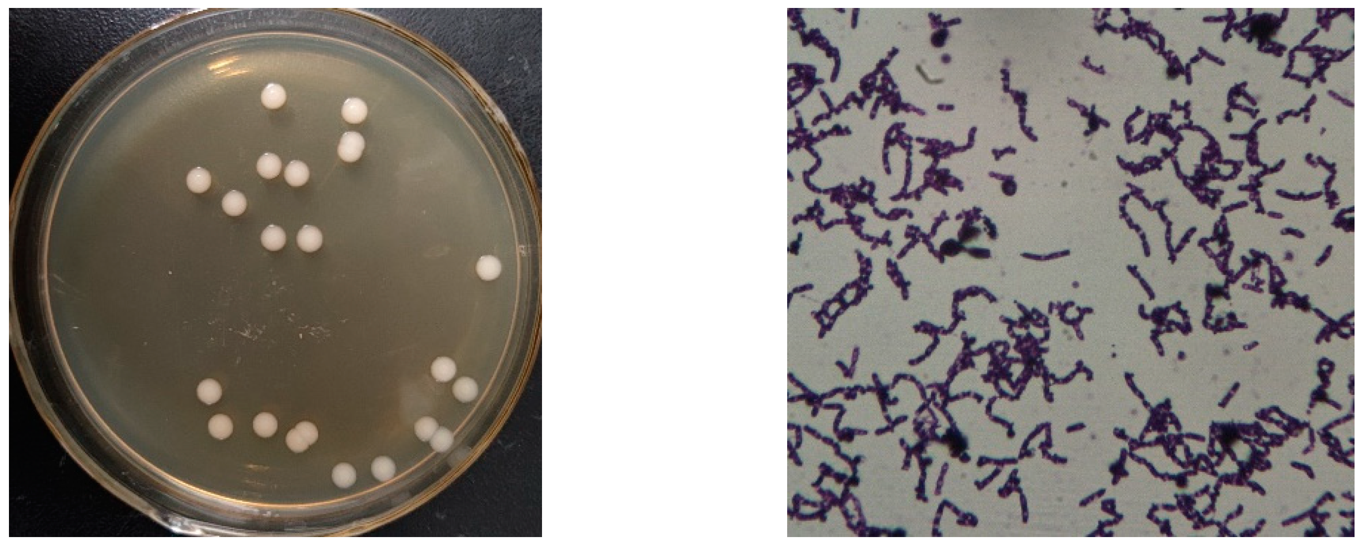 Microorganisms 11 01989 g001 Microorganisms 11 01989 g001