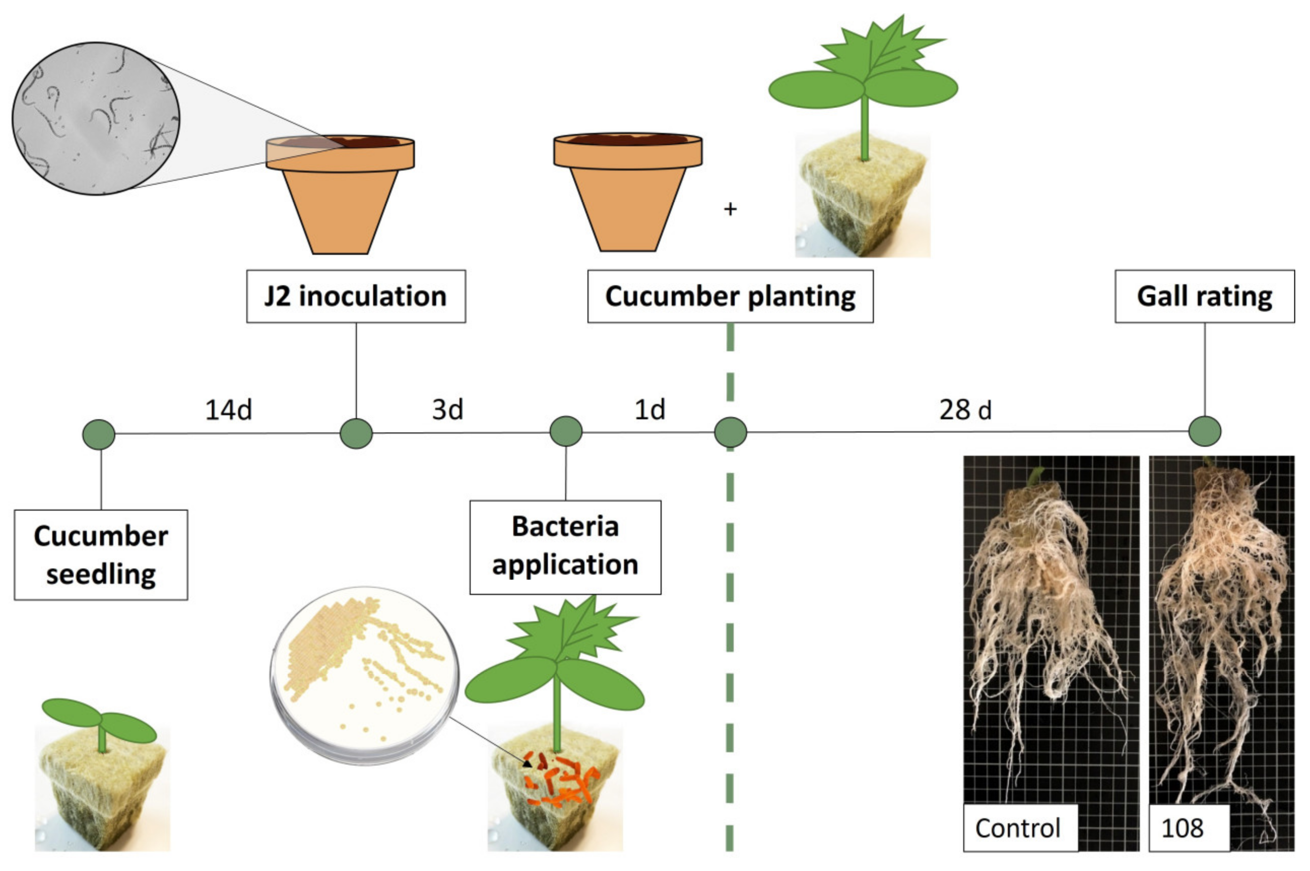Microorganisms 11 02011 g006