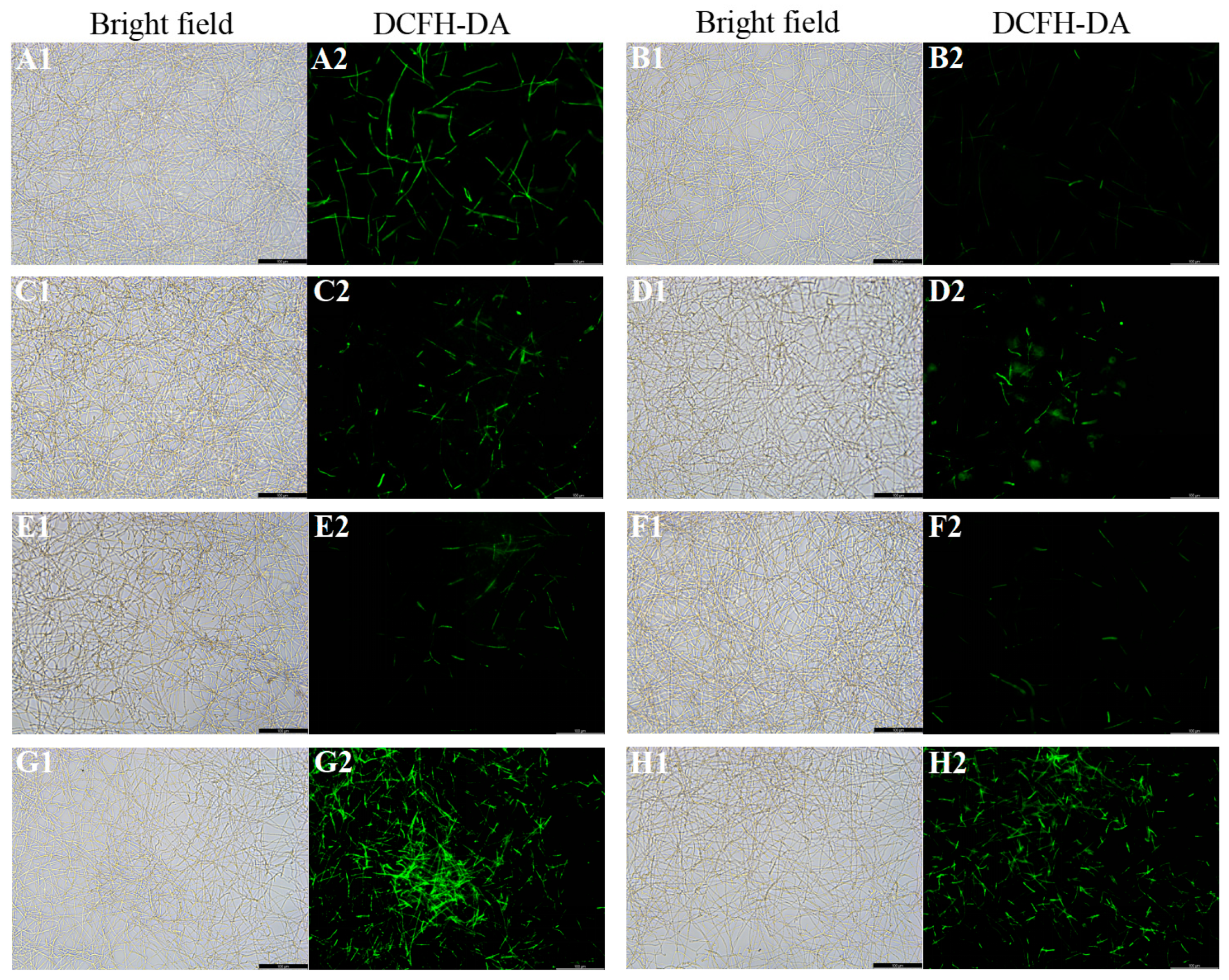 Microorganisms 11 02015 g004