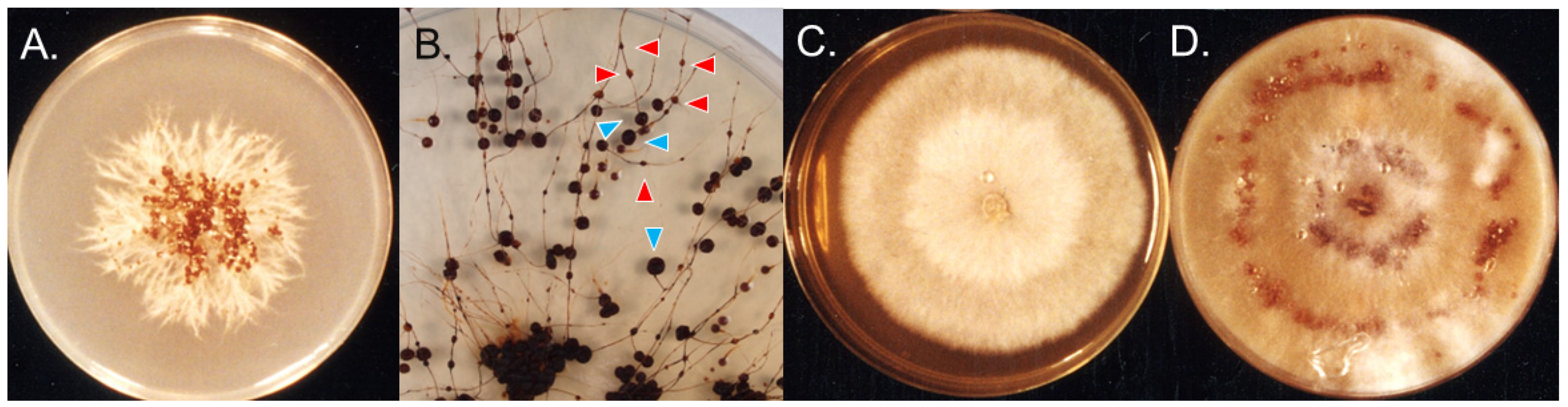 Microorganisms 11 02028 g002 Microorganisms 11 02028 g002