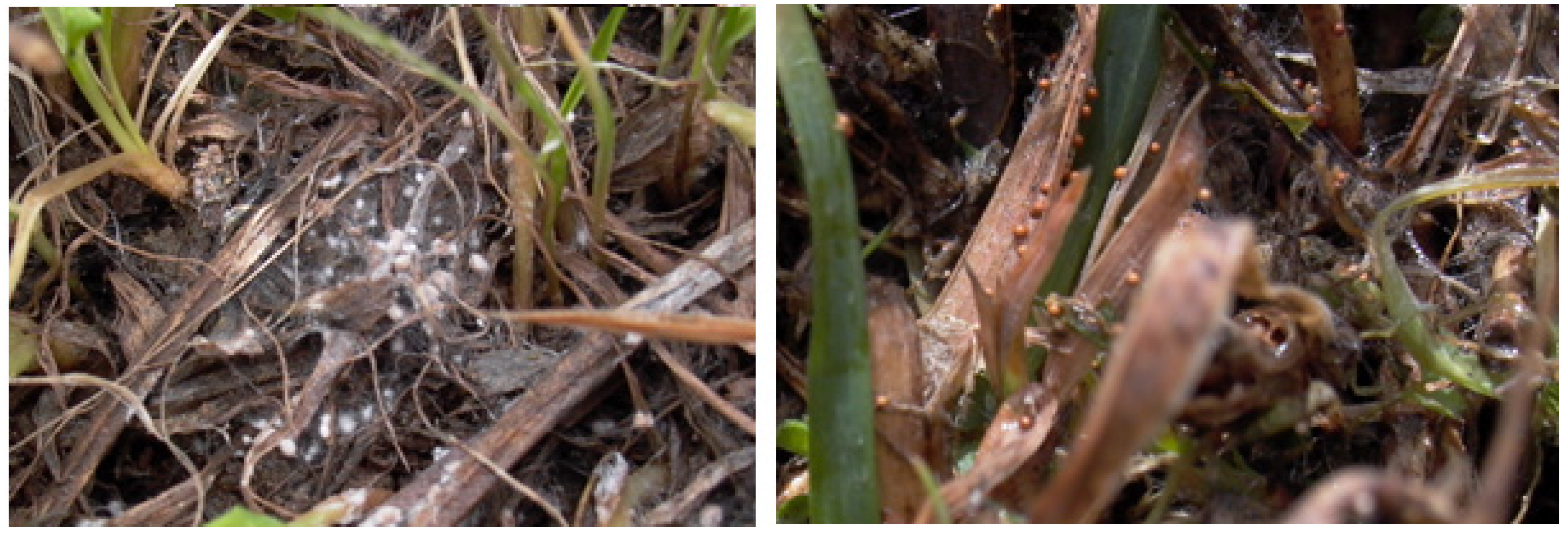 Microorganisms 11 02028 g007 Microorganisms 11 02028 g007