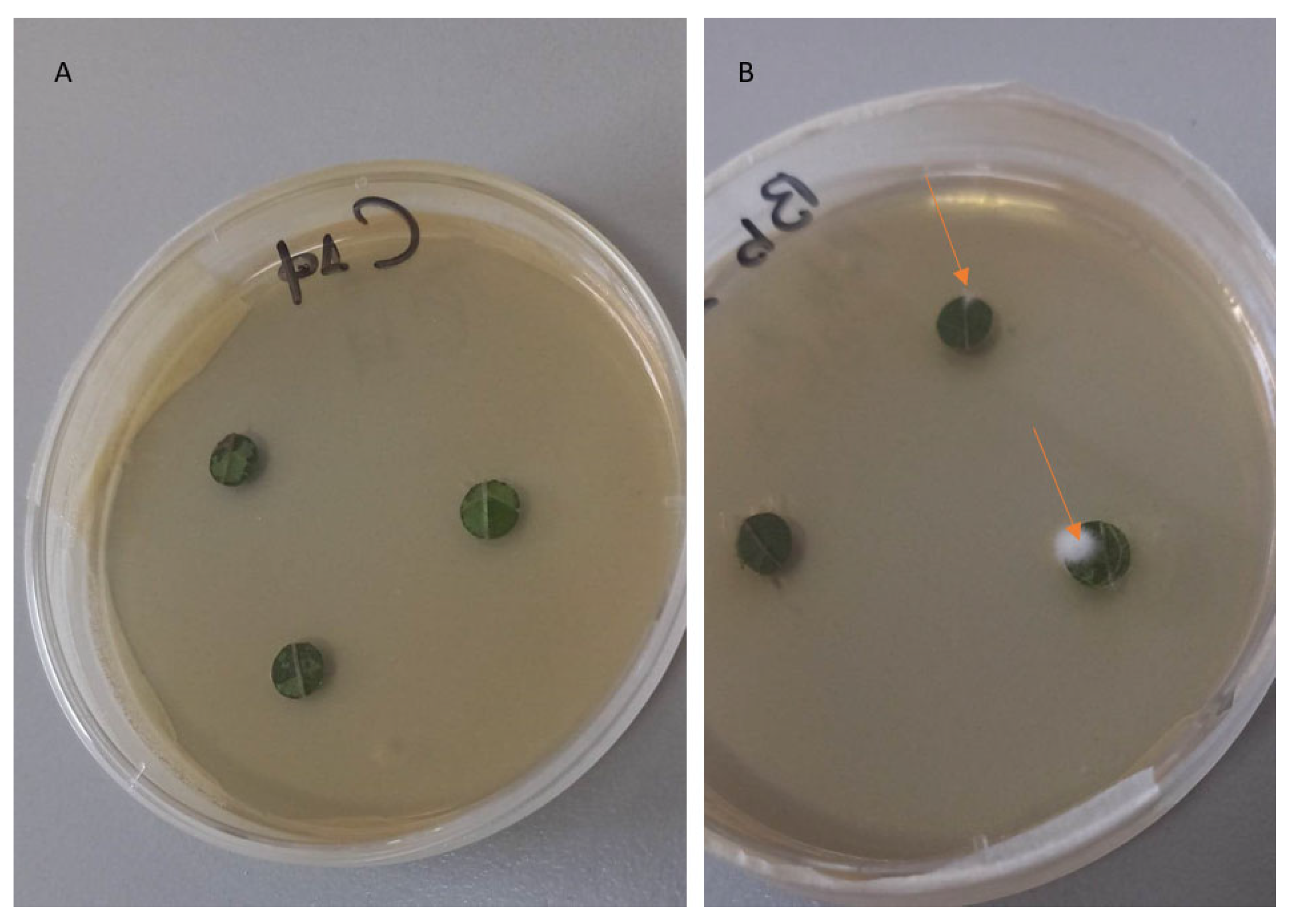 Microorganisms 11 02050 g003