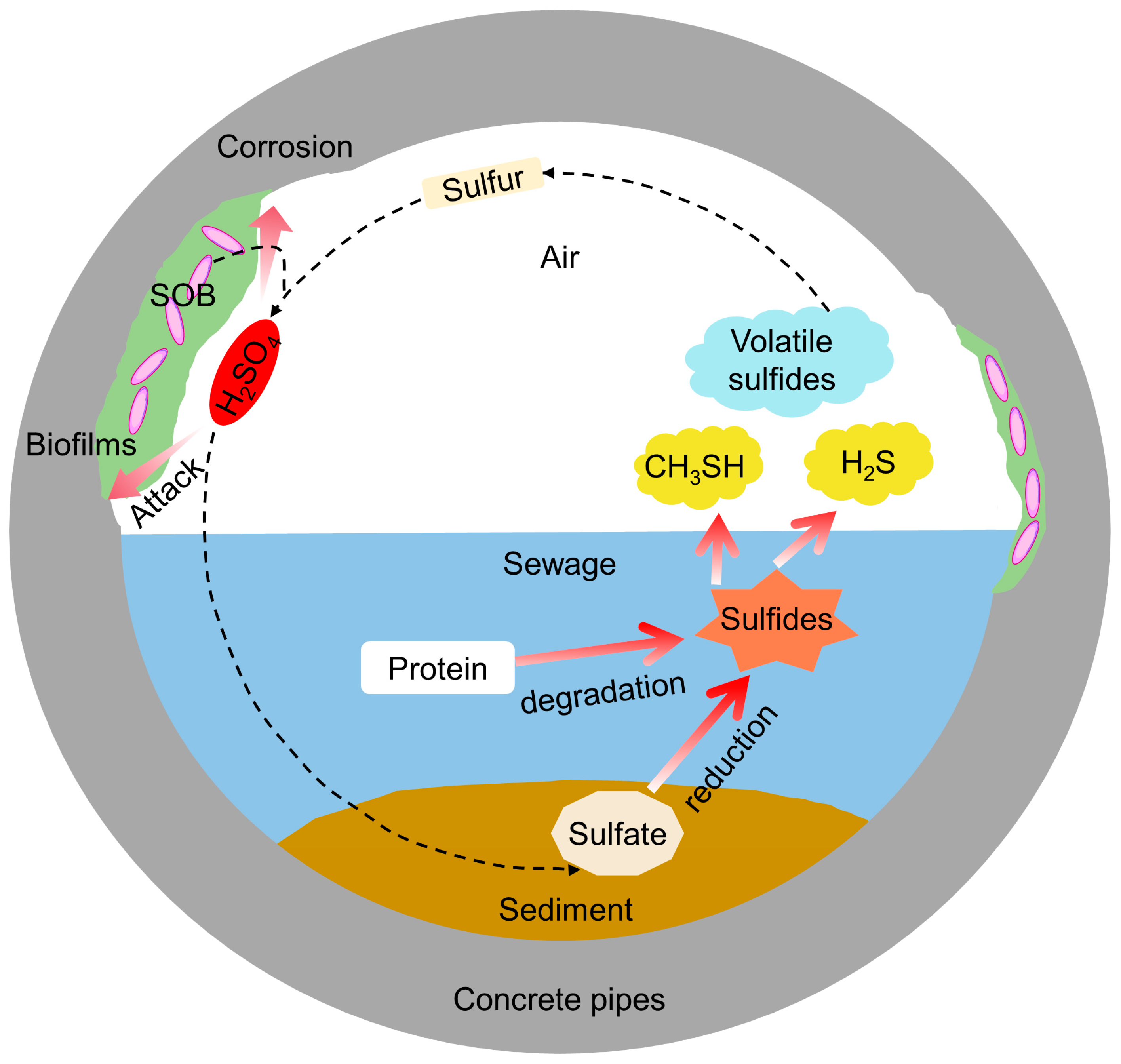 Microorganisms 11 02076 g004 Microorganisms 11 02076 g004