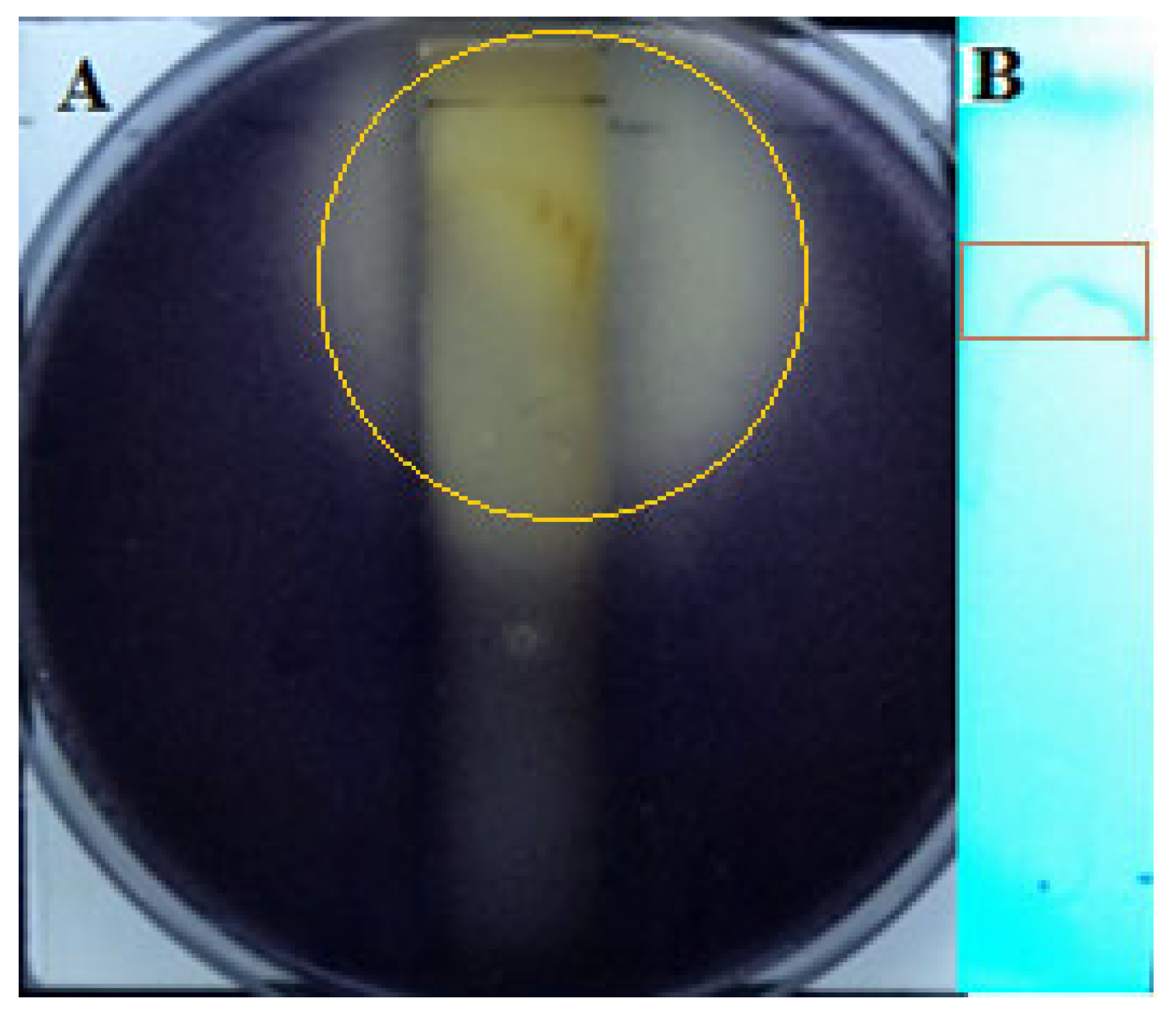 Microorganisms 11 02079 g003 Microorganisms 11 02079 g003