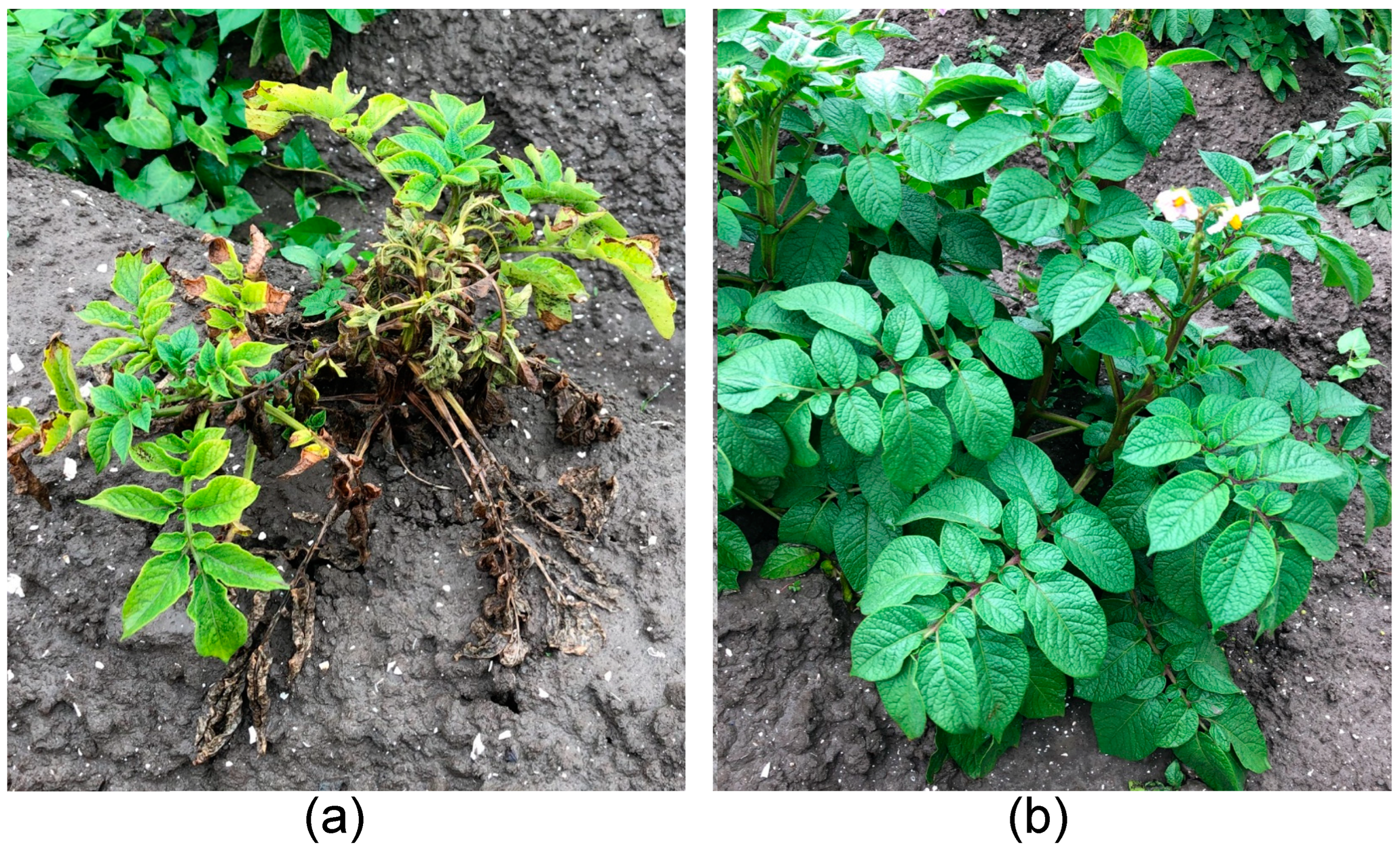 Microorganisms 11 02080 g001